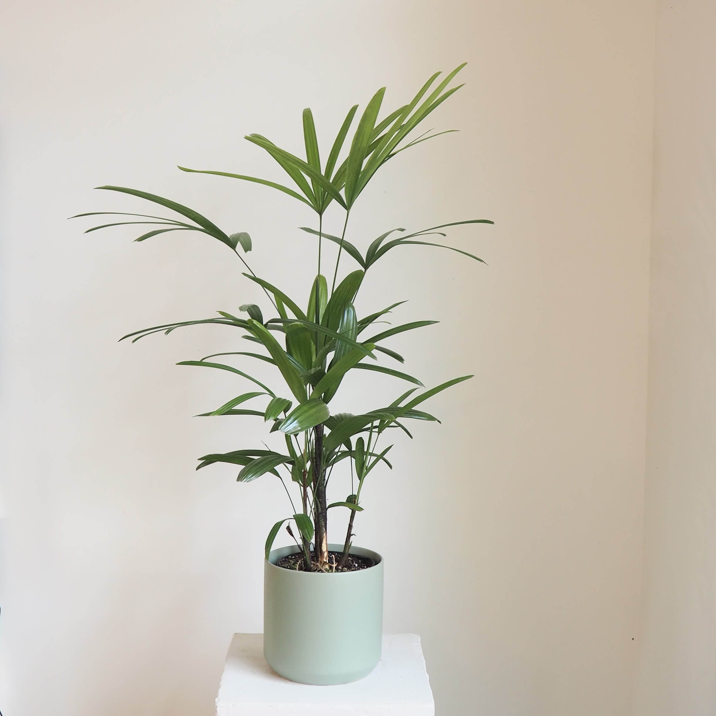 Rhapsis Lady Palm - Beautiful and attractive airy palm! Stands at 3ft tall
