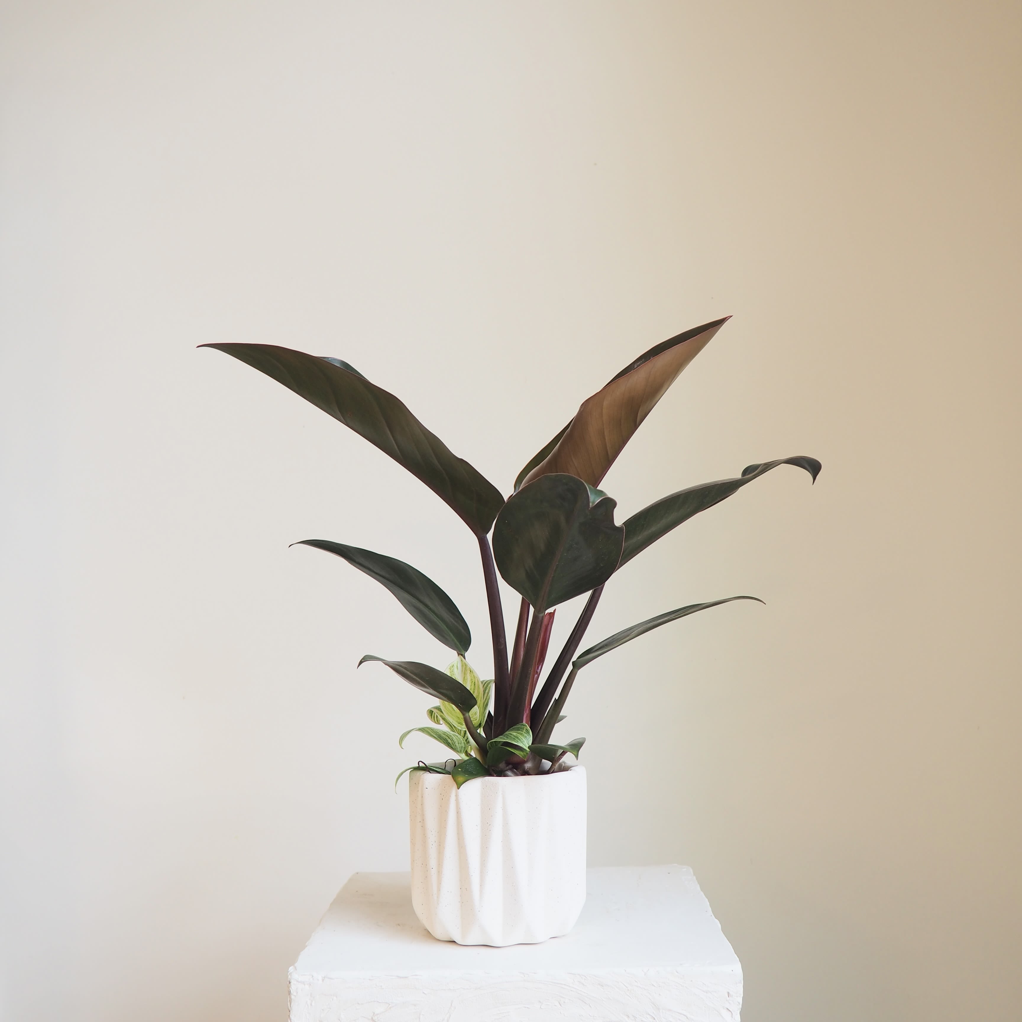 Philodendrons Imperial Red + Birkin  - Two beautiful philodendrons in one pot!  Tall striking Imperial Red with a small Birkin planted underneath
