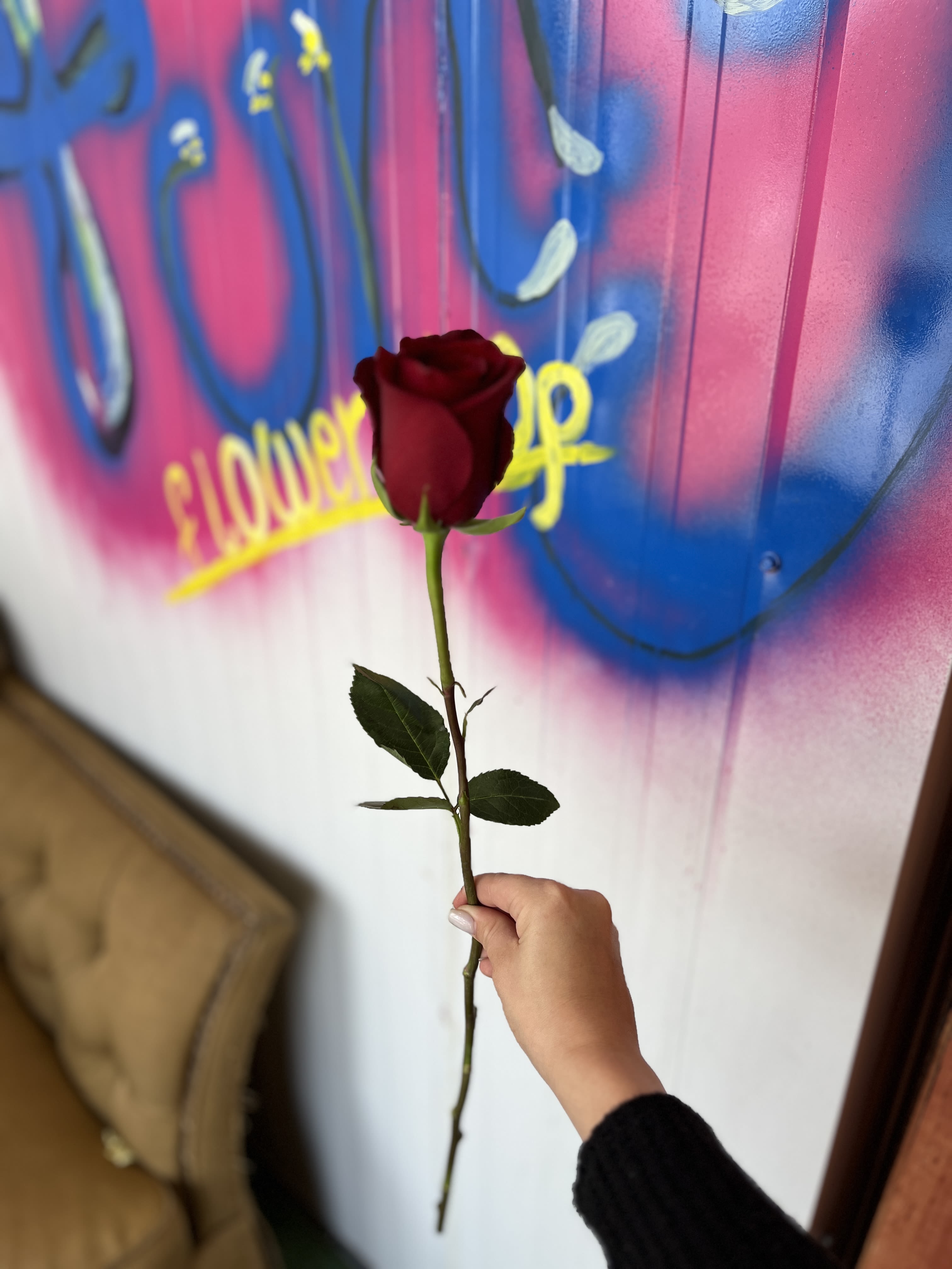Single red rose held by hand in front of a colorful wall