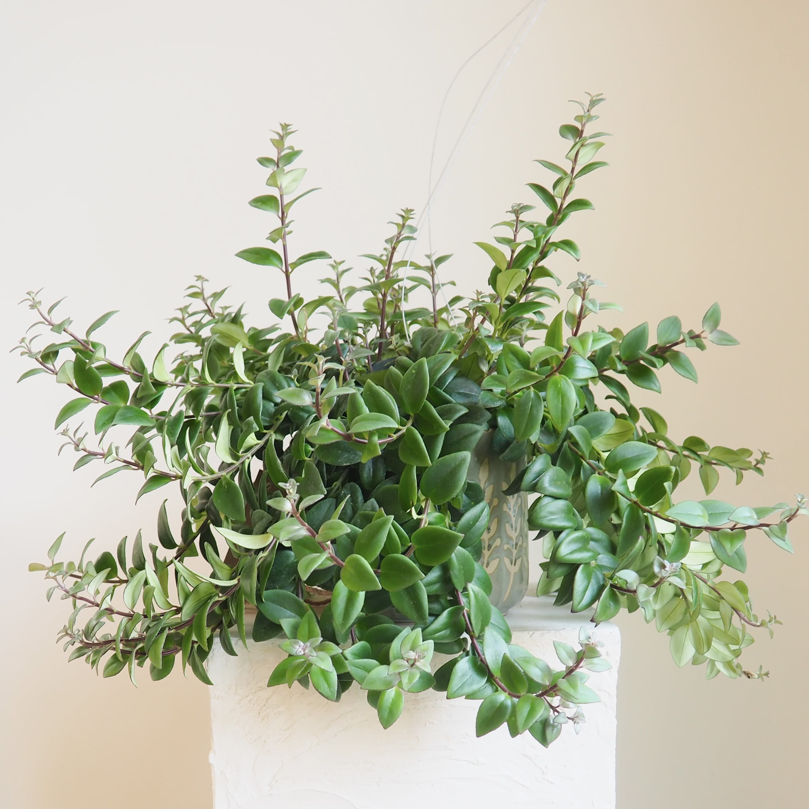 Lipstick Plant - Huge, luscious Lipstick Plant in ceramic dusty blue planter.  22" across from tip to tip