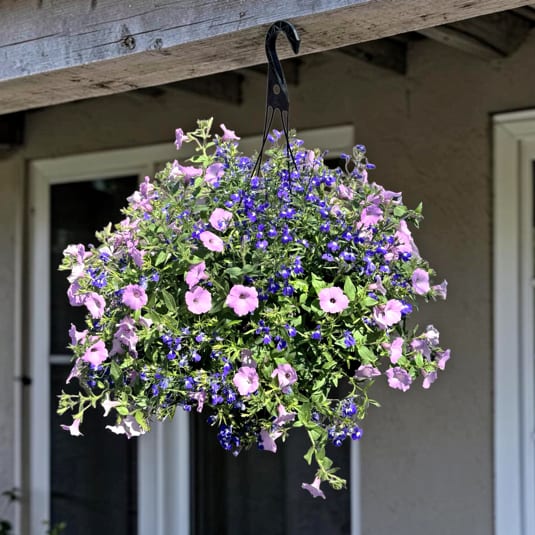Hanging Plant Basket - We are offering an assortment of hanging baskets.  Color and plants may vary.  Examples of plant types we are offering, Ivy Geranium, Petunias, All Sun plants.
