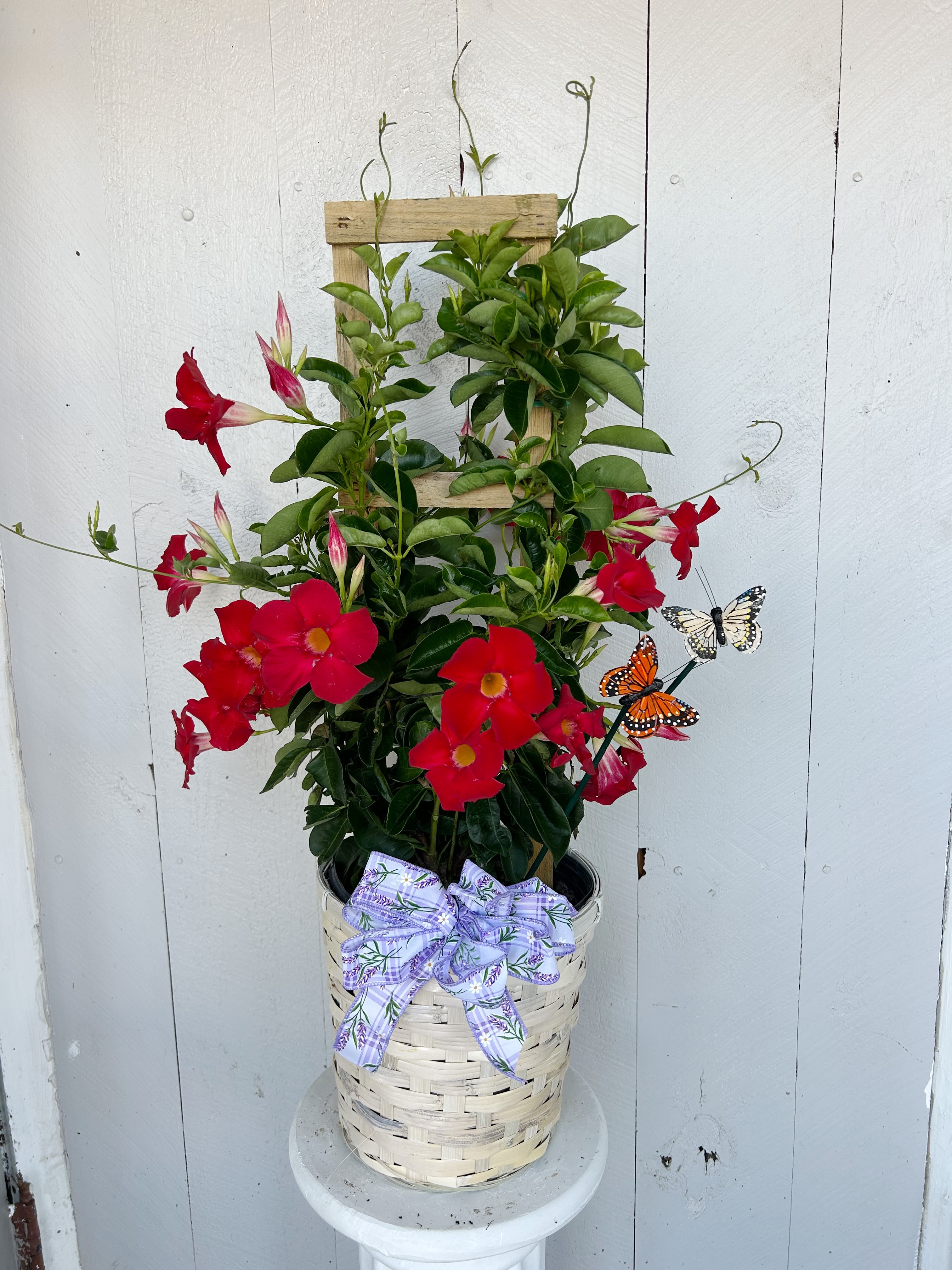 Mandevilla on trellis - Our trellised Mandevilla adds height, color, and elegance to any outdoor space. With its climbing habit and bold, long-lasting blooms, this plant creates a striking vertical display. Easy to care for and perfect for sunny areas, it’s a beautiful choice for gifting or enhancing patios and entryways.