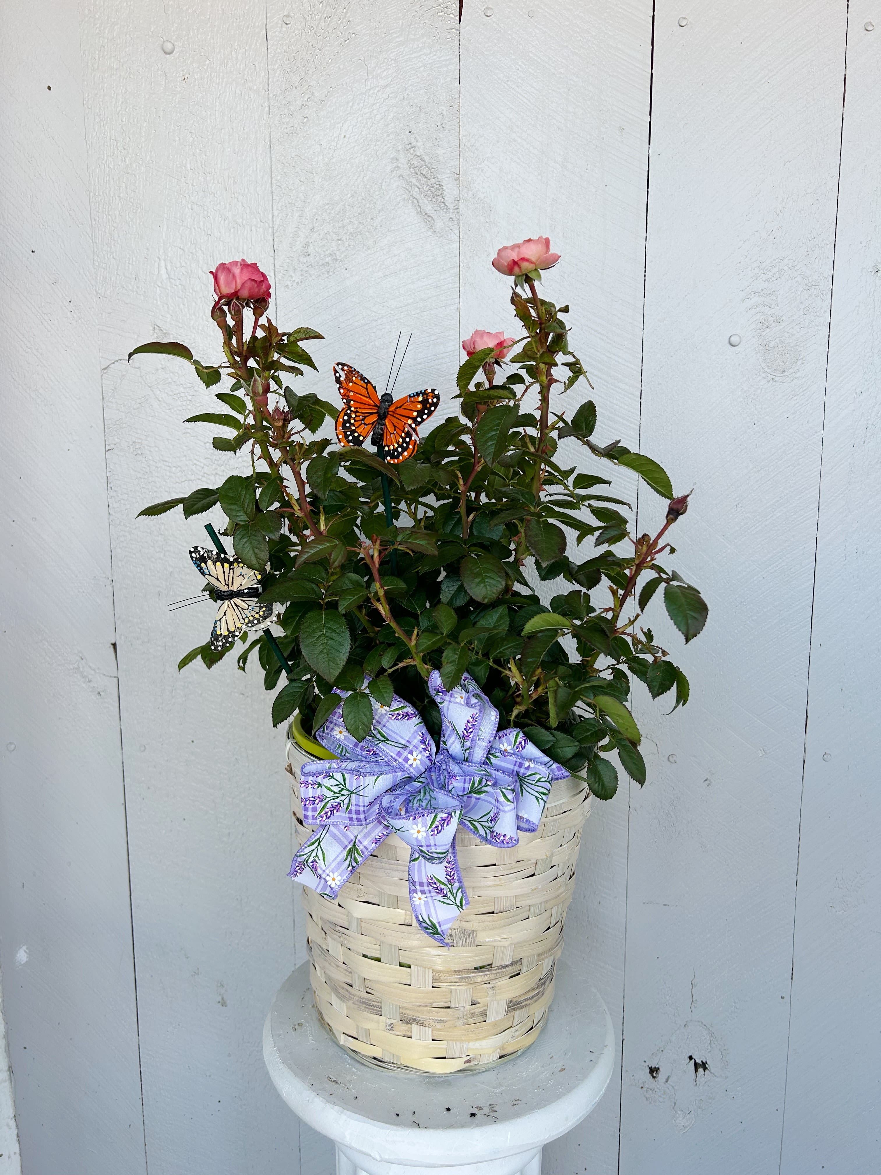 Orange Glow Rose  - Plant a rose, grow a memory.