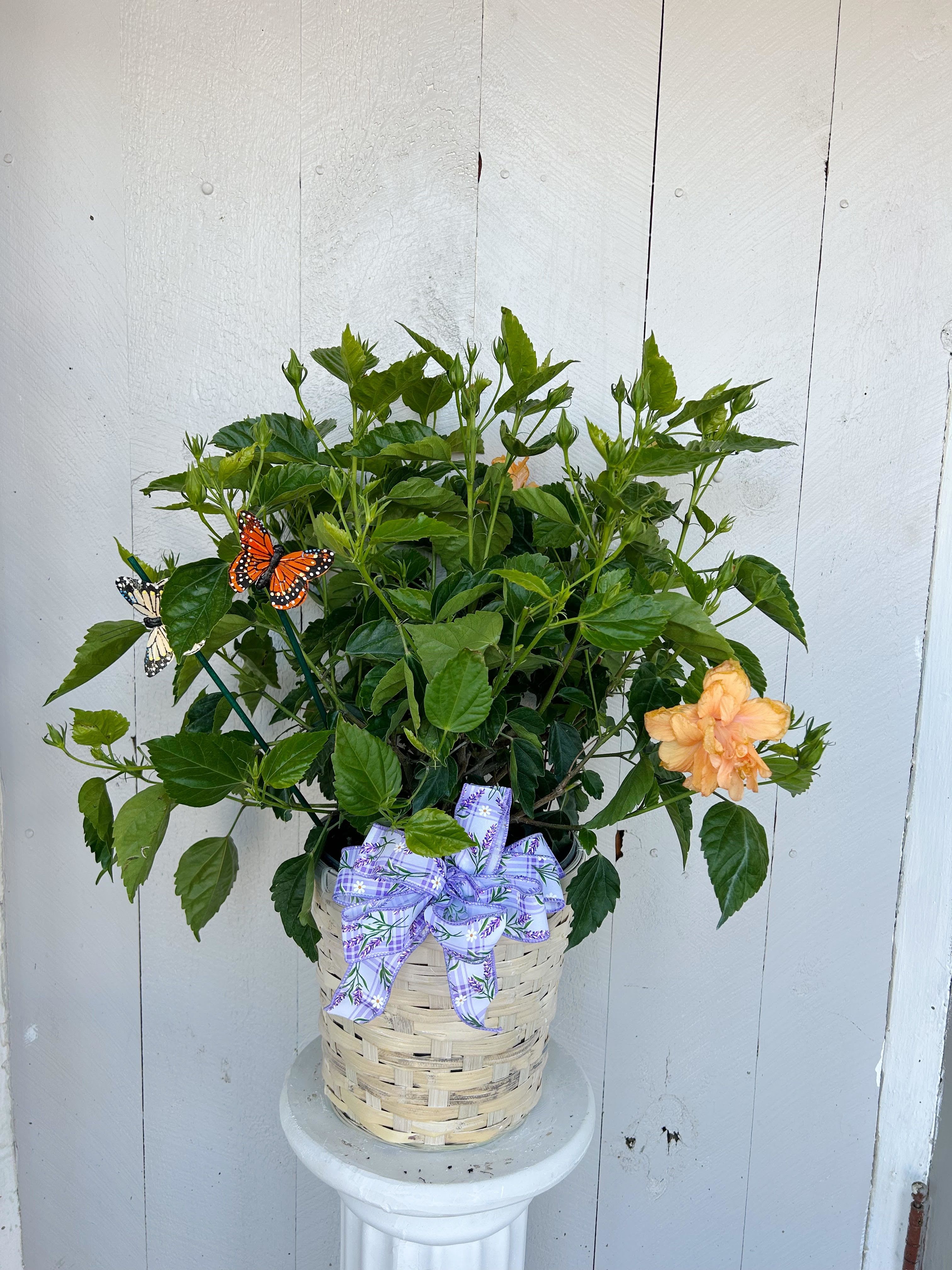 Orange Hibiscus - Striking vibrate orange blooms . Great for pots, patios, balconies or gardens . Attacks butterflies and pollinators.