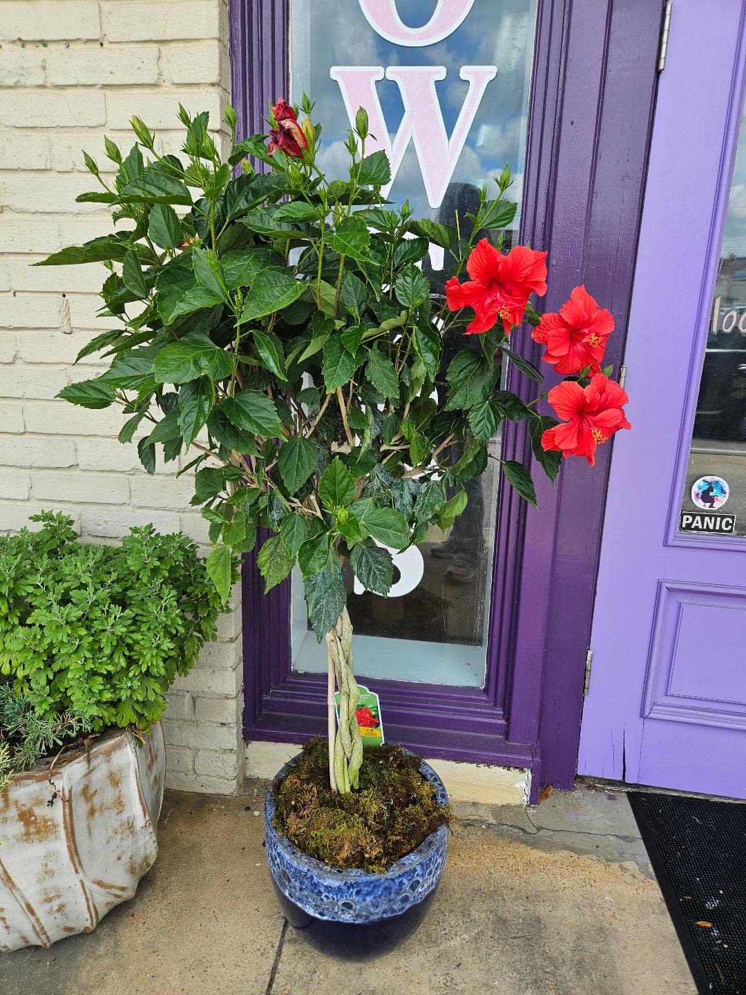 Hibiscus Plant in Acid Wash Clay Pot - A unique gift for any occasion! A potted hibiscus plant that is sure to please anyone! 