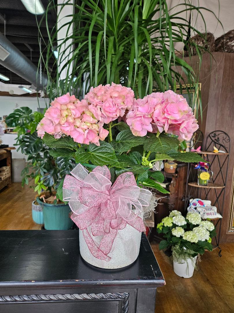 Blooming Hydrangea Plant - Our Blooming Hydrangea Plant Is Sure To Please The Flower And Plant Lover In Your Life! Container, bow and color of hydrangeas may vary depending on availability