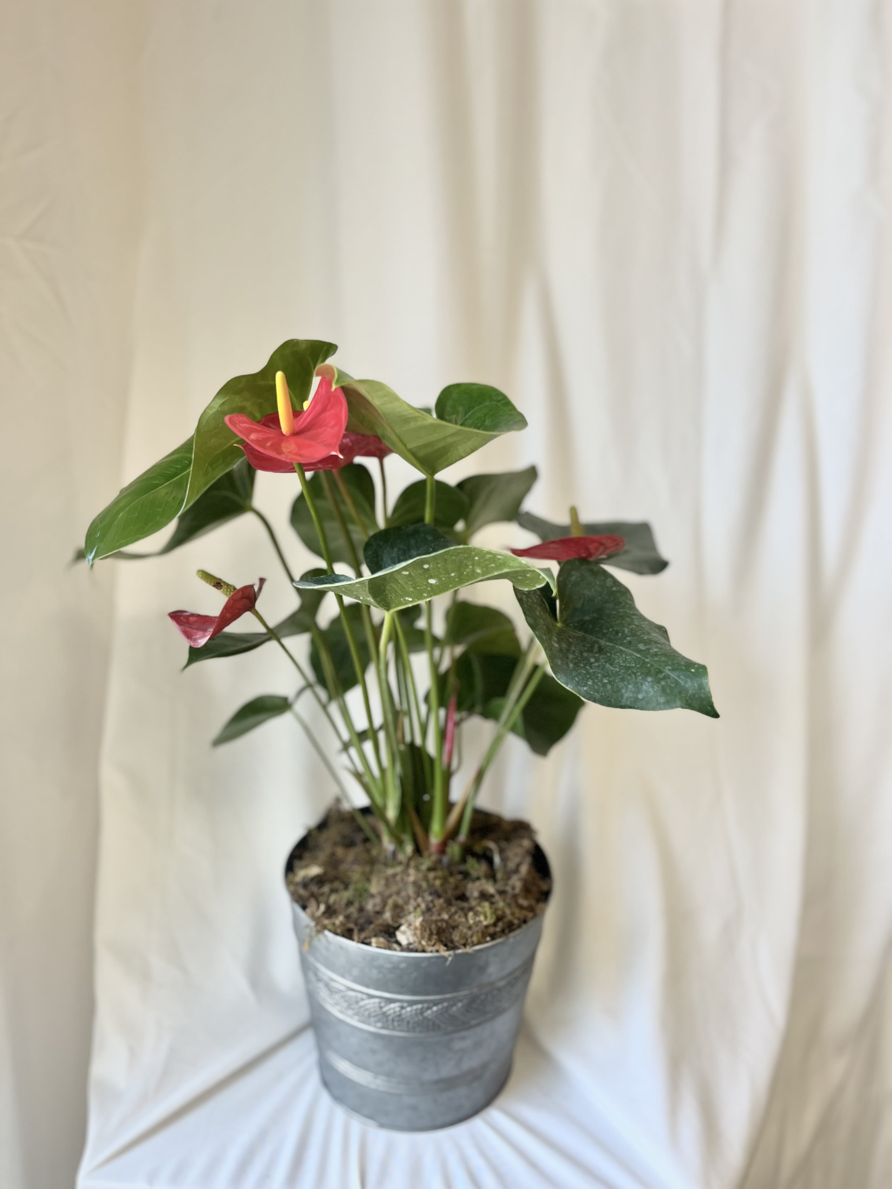 Amazing Anthurium - One of the cornerstones of indoor blooming plants, the Anthurium is a great gift for any ocassion.This vibrant plant can produce blooms almost year round in the ideal conditions, giving you a pop of color. Plant color may vary, while the usual color is red, we often have pink or white as well.  Our 6 inch anthuriums come in a metal or stone container with green moss and a little care sheet. (We reccomend to keep all plants out of pets reach to insure safety!)