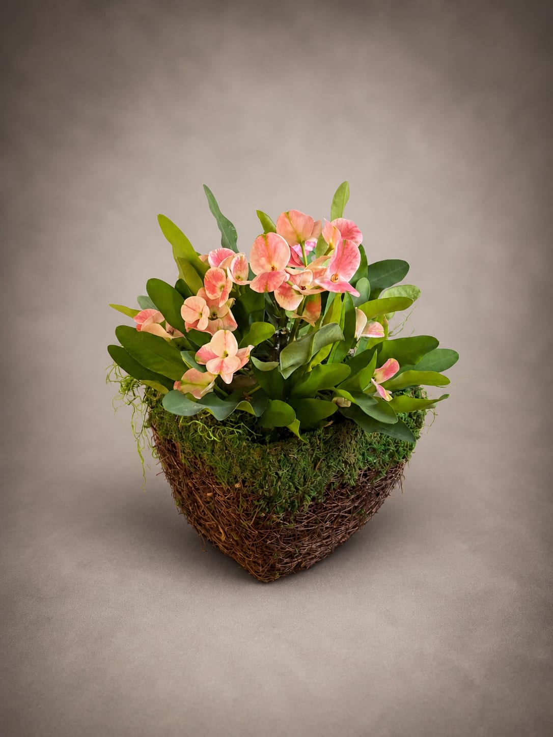 Coral Euphorbia Garden Basket -  Discover something truly unique with our Coral Euphoria Garden bas — an extraordinary arrangement that combines the exotic appeal of a Euphorbia milii with the natural warmth of a handcrafted moss-lined wicker basket. This charming plant bursts with clusters of small, delicate blush-pink and coral blooms that sit prettily among an abundance of lush, rounded green leaves, creating a wonderfully full and textured display that is unlike any traditional floral gift. The Crown of Thorns is beloved by plant enthusiasts for its remarkable resilience and near year-round blooming cycle, making it one of the most rewarding flowering plants you can own or gift. Unlike cut flowers that fade within days, this living plant will continue to produce its cheerful blooms for months and even years with minimal care — thriving in bright light and requiring only occasional watering. Nestled in our signature rustic wicker basket trimmed with natural moss, this arrangement has a warm, organic feel that suits any home or office setting. Its compact, rounded shape makes it an ideal centerpiece or windowsill display, and its exotic character makes it a conversation piece wherever it is placed. Perfect for plant lovers, those who prefer something beyond the ordinary, or anyone looking for a truly long-lasting gift for a birthday, housewarming, or just because.