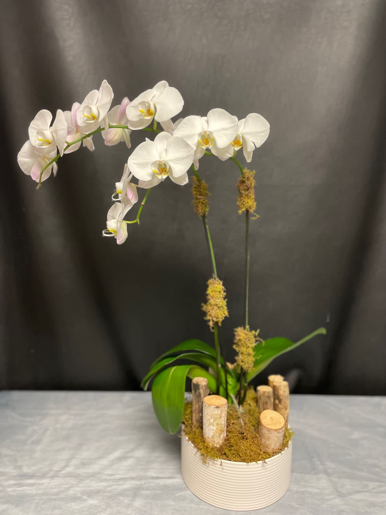 White phalaenopsis orchid plant with arching stems in a white pot with wood accents
