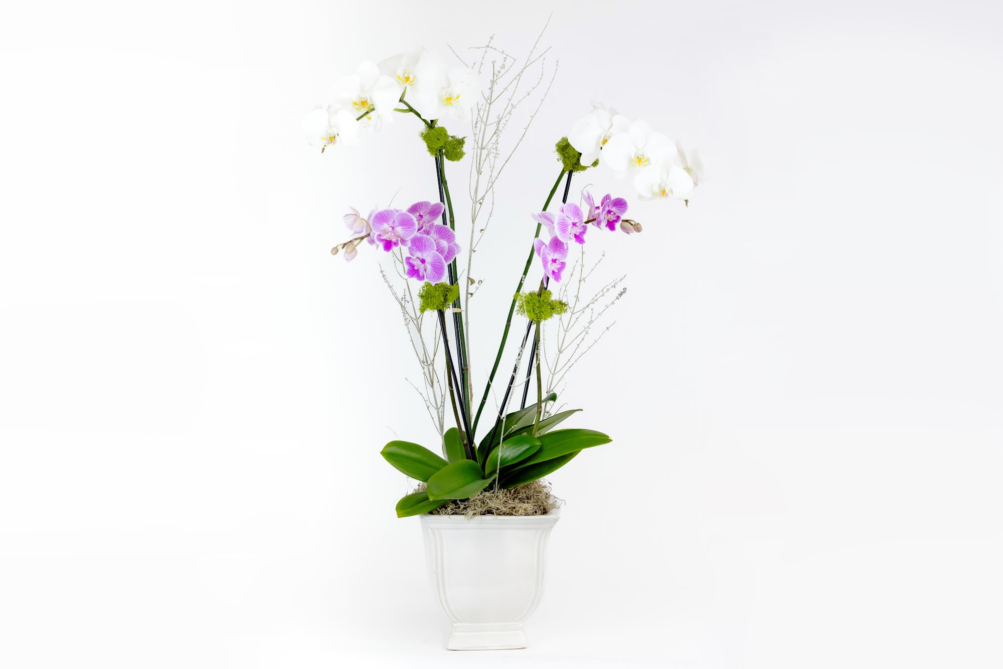 Classic Flare Orchids - Give someone the gift of beauty with this amazing duo! In classic white and vibrant purple, these two double stem orchids are bound to give any room the flare it needs. 