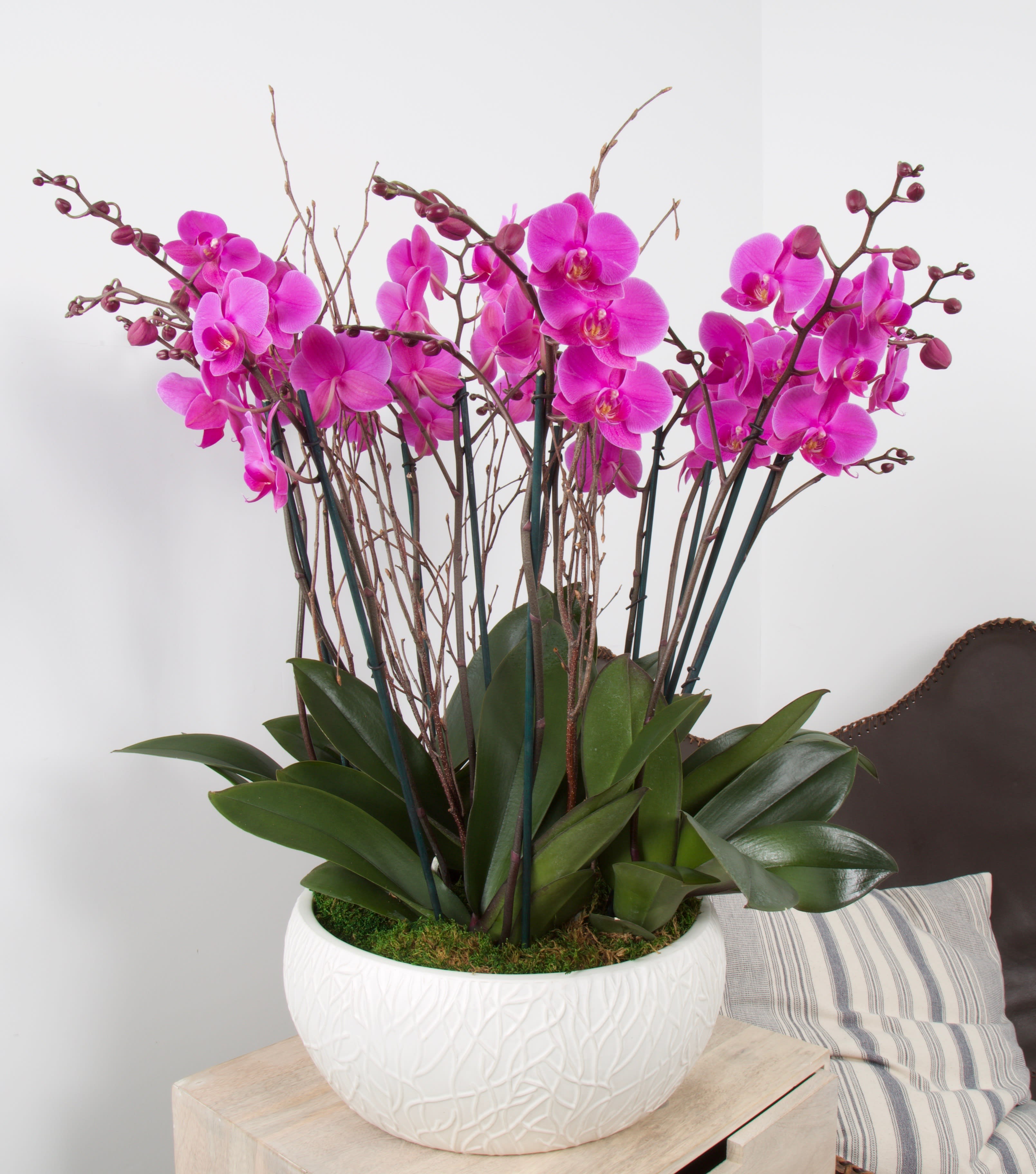 Pink orchid arrangement in a white textured pot