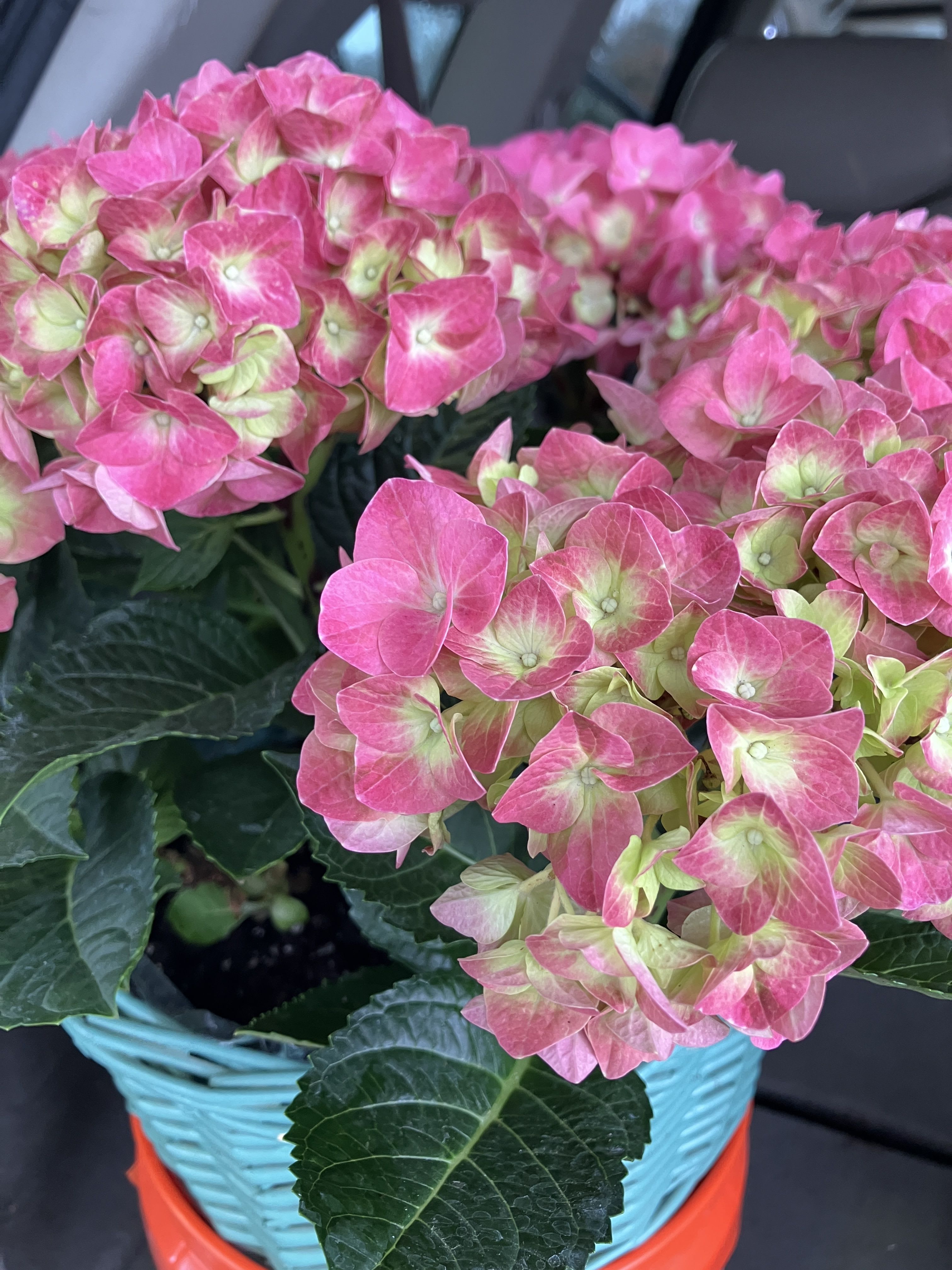 Hydrangea - Beautiful Floriat quality plants with or without basket 