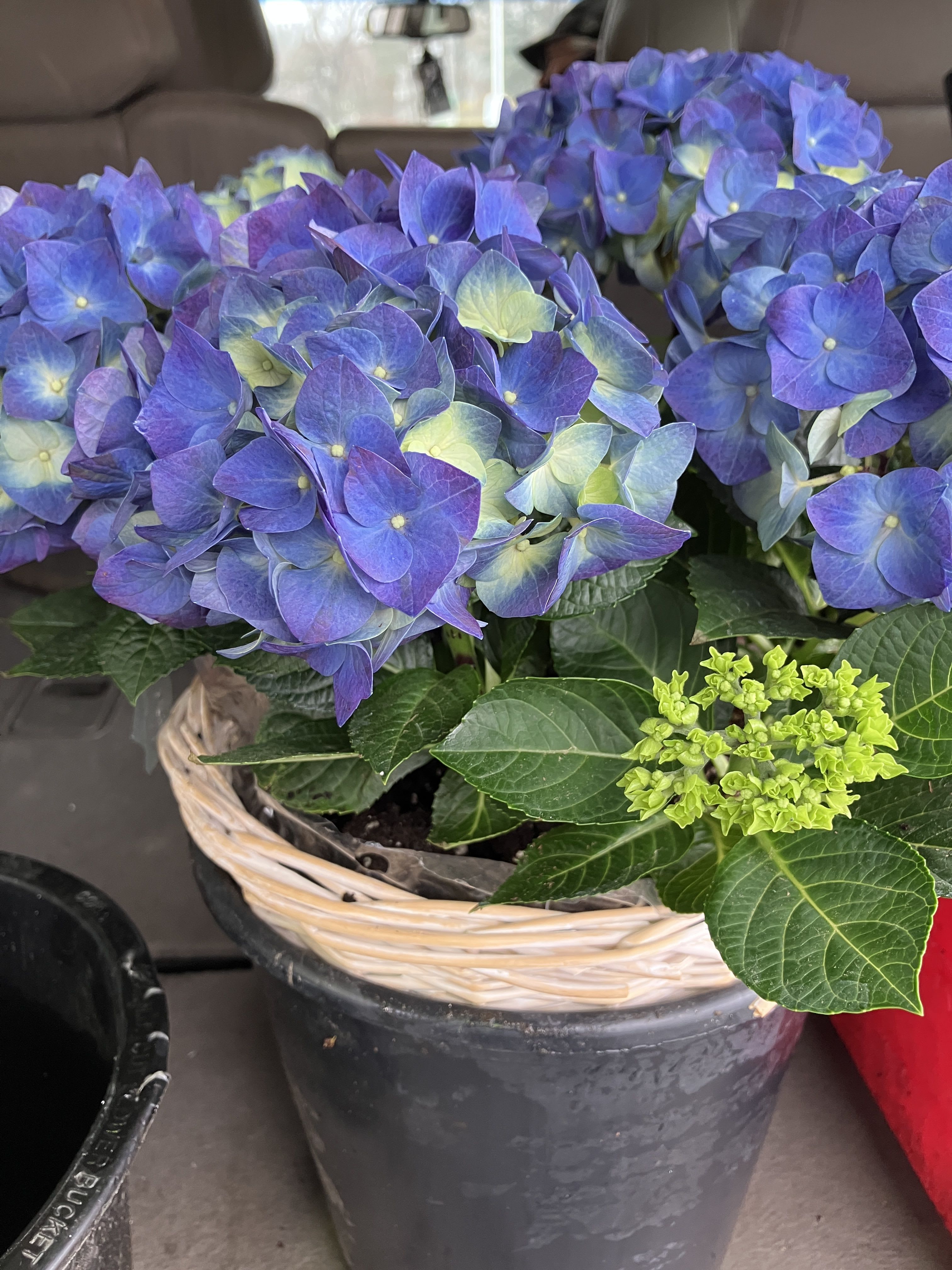 Blue Hydrangea - Beautiful Florist quality plant with or without basket