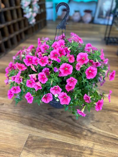 Hanging basket of bright pink petunias