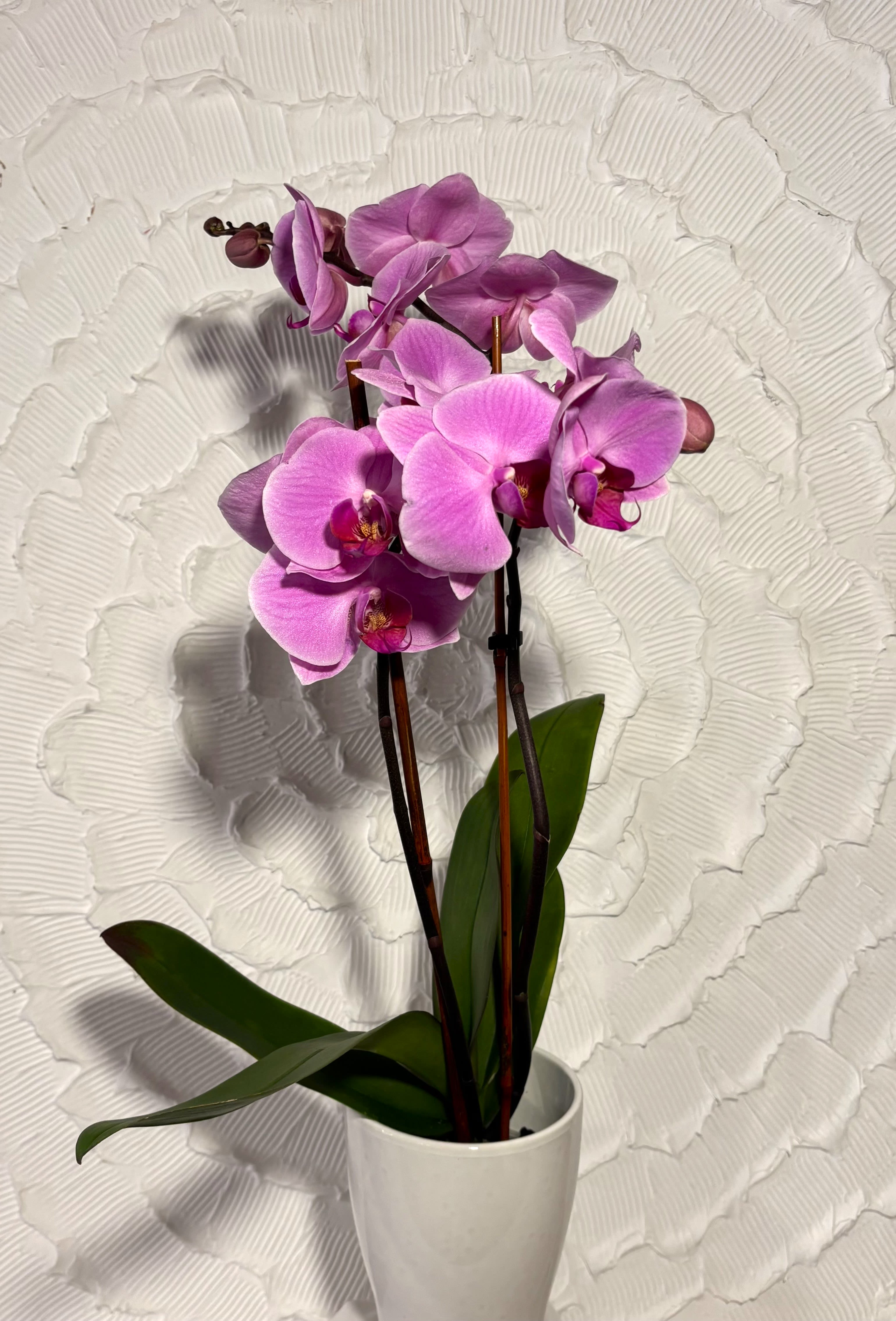 Pink orchid plant in a white pot