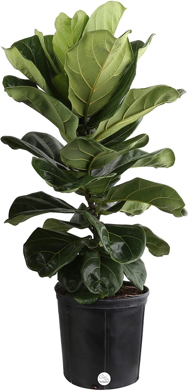  Fiddle Leaf Plant  - The fiddle-leaf fig is a perfect indoor specimen plant. The plant features very large, heavily veined, violin-shaped leaves that grow upright on a tall plant. Basket is included.   