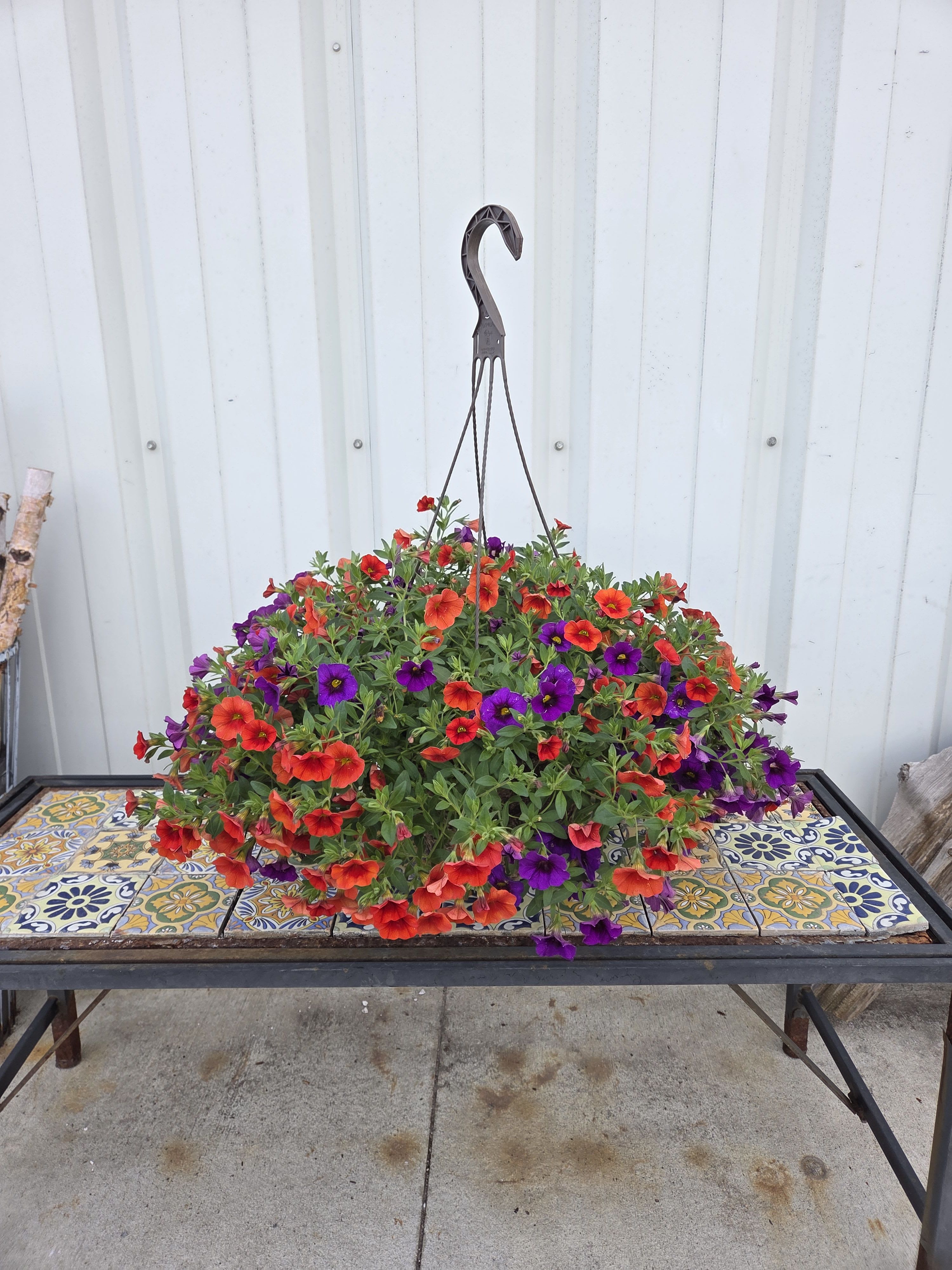 Greenhouse - Small Hanging Basket - Plant varieties and colors will vary with each basket, we'll choose the freshest one for you! 