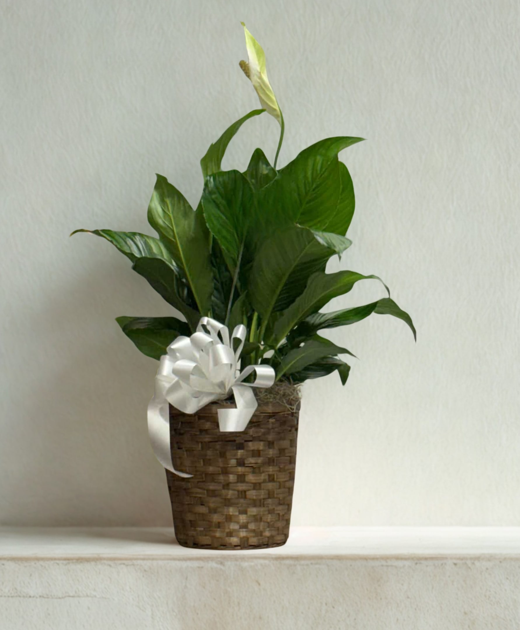 Simply Elegant Spathiphyllum (Peace Lily) - To make an unforgettable impression, a towering, nearly one-meter-high peace lily is the perfect choice. Its glossy leaves and white flowers make it an easy-care plant that also purifies the air of toxic substances, creating a healthier and more elegant indoor environment. A marvel!