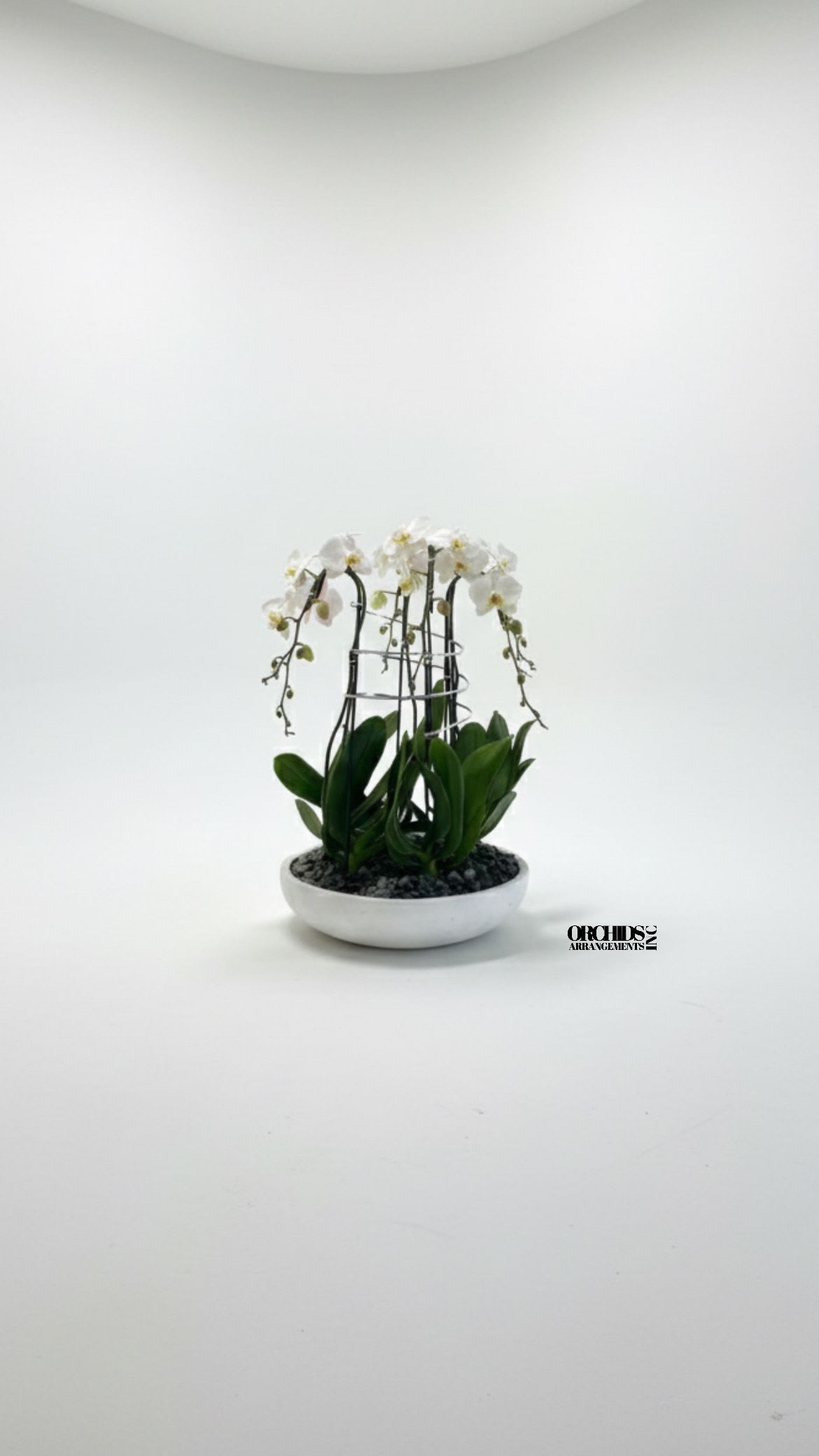 White orchid plant in a shallow white bowl planter