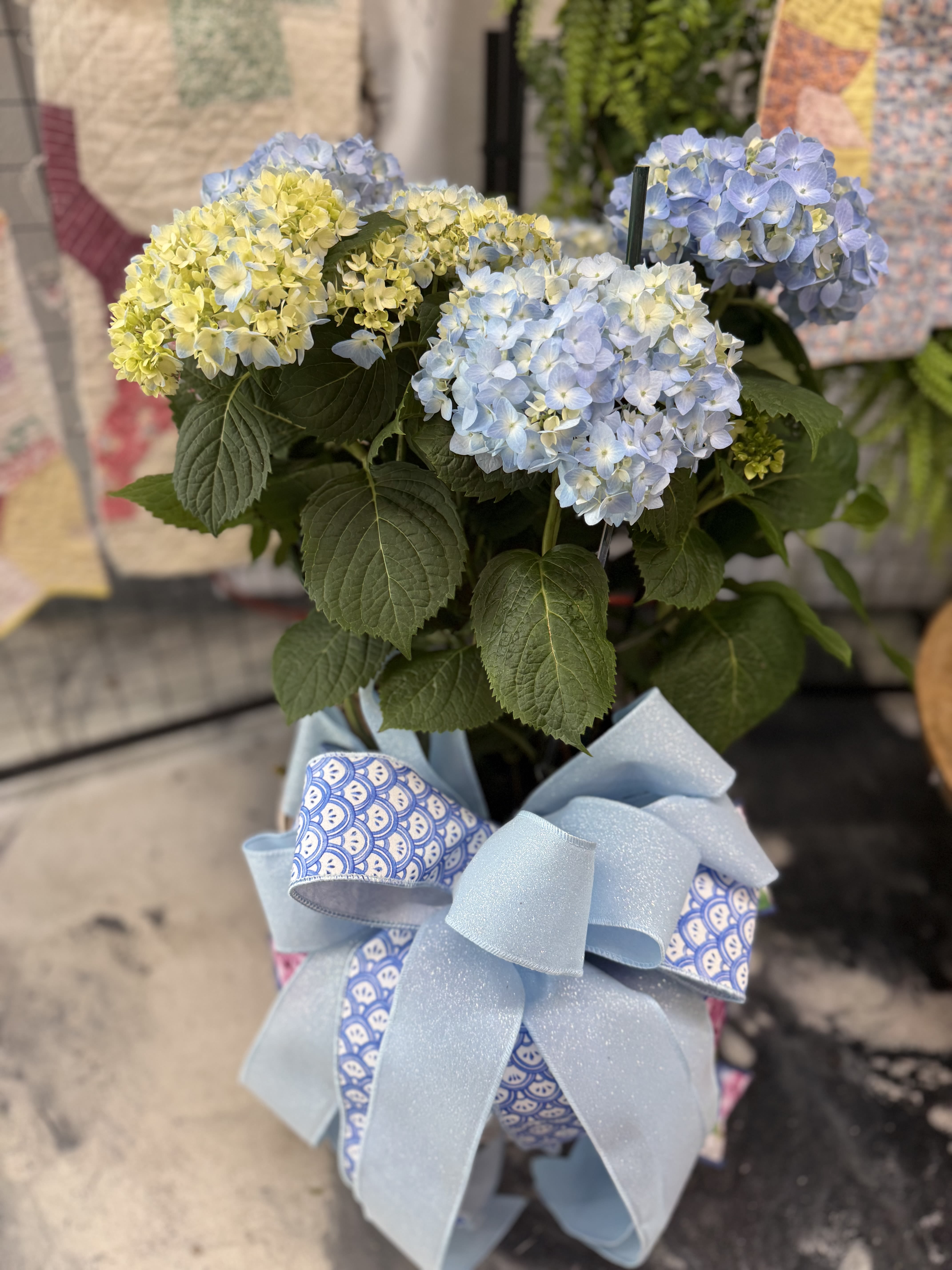 Heavenly Hydrangea for Mom - With its big, beautiful blooms, hydrangea signify perseverance and "thank you" Send your gratitude along with this Heavenly Hydrangea plant.