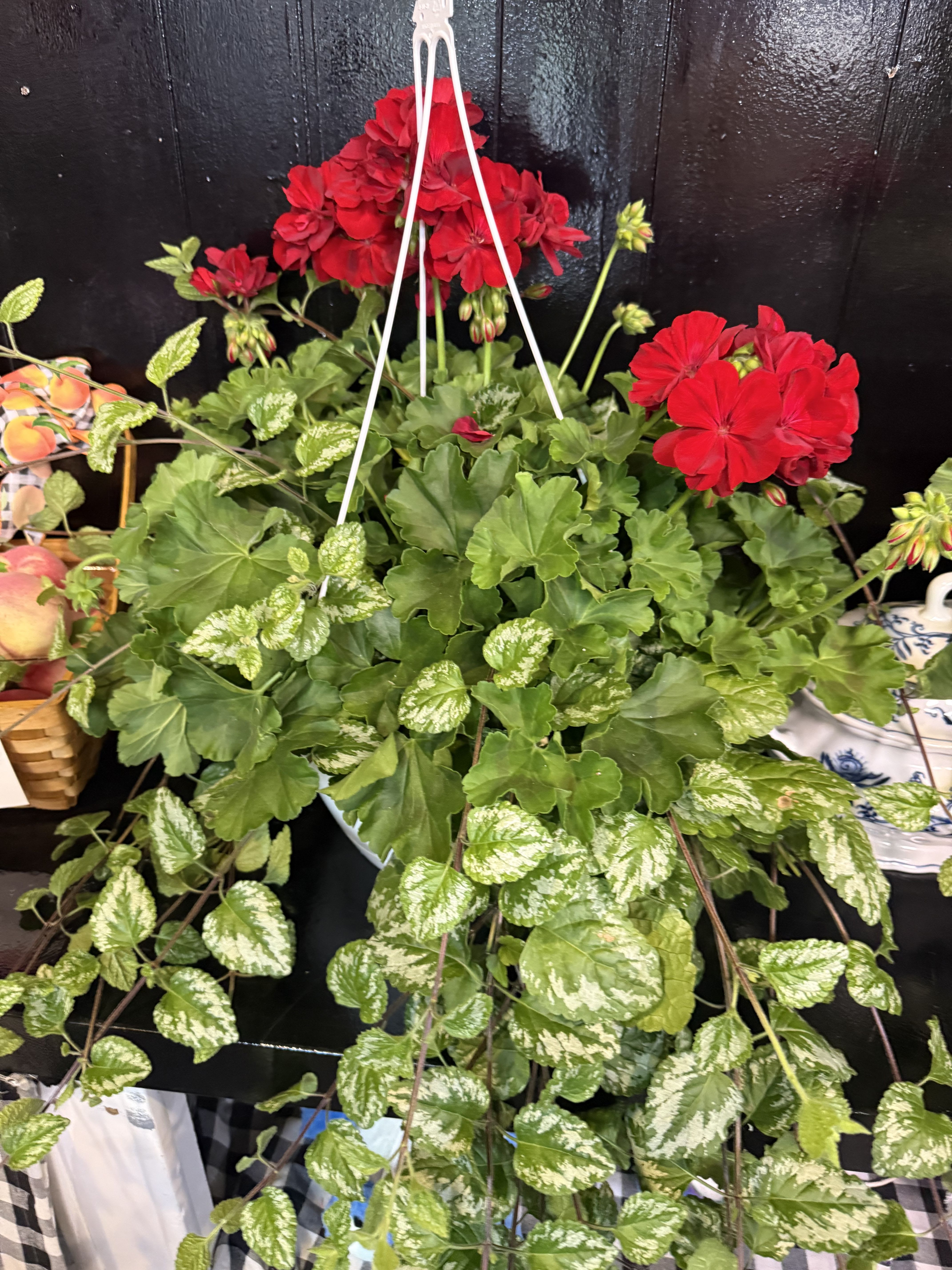 Geranium Hanging Basket - Bright red geranium clusters rise above a cascade of variegated green leaves in this cheerful hanging basket-perfect as a birthday bouquet alternative for someone who loves porch or patio color, or as a friendly "thinking of you" gift that will keep giving all season. The combination of bold red blooms and tiny white filler flowers creates a crisp, summery contrast that draws the eye and brightens an entryway or balcony.  Dense, overflowing foliage fills a sturdy hanging basket and spills gracefully over the rim for a full, garden-fresh look. White hanging cords and a discreet metal support make installation simple; the planting is designed to present well from all sides with upright geranium stems and trailing leaves for texture and depth.  Ideal for homeowners, gardeners, or anyone who enjoys outdoor living, this arrangement delivers instant curb appeal and a long-lasting floral statement. Place in a sunny, sheltered spot and water regularly so the soil stays moist but not soggy to keep the blooms vigorous through the season.