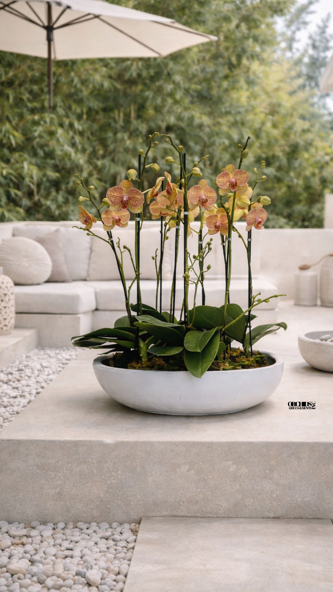 Showy Orchid Miami - Same day Delivery Ten Peach Phalaenopsis Orchid With a Vase 20" x 4" to Miami, Coral Gables, Miami Beach, Bal Harbour, Sunny Isles Beach, Aventura, South Miami, Pinecrest, Doral, West Miami, Coconut Grove, key Biscayne, North Bay Village... 