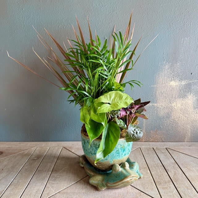 Froggy Foliage Garden - A playful turquoise frog planter cradles a lush potted arrangement that brings a burst of green, blue and purple to any room - perfect as a Mother's Day gift! The whimsical ceramic frog adds personality while the layered foliage creates a lively, contemporary look that will make the recipient smile.
