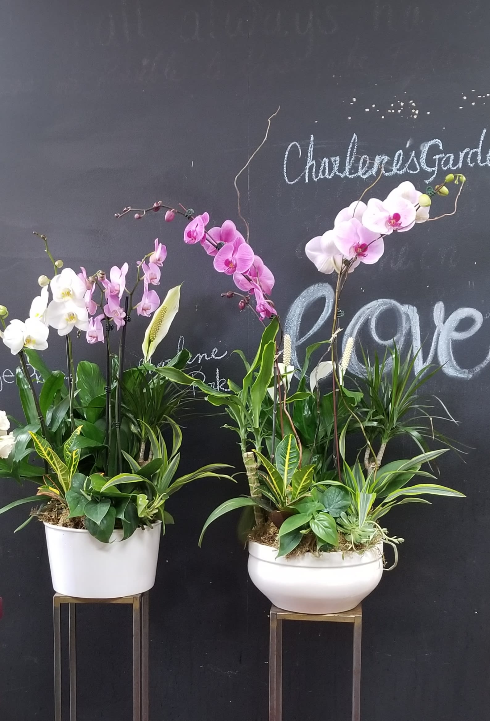 Two orchid plant arrangements in white pots on stands