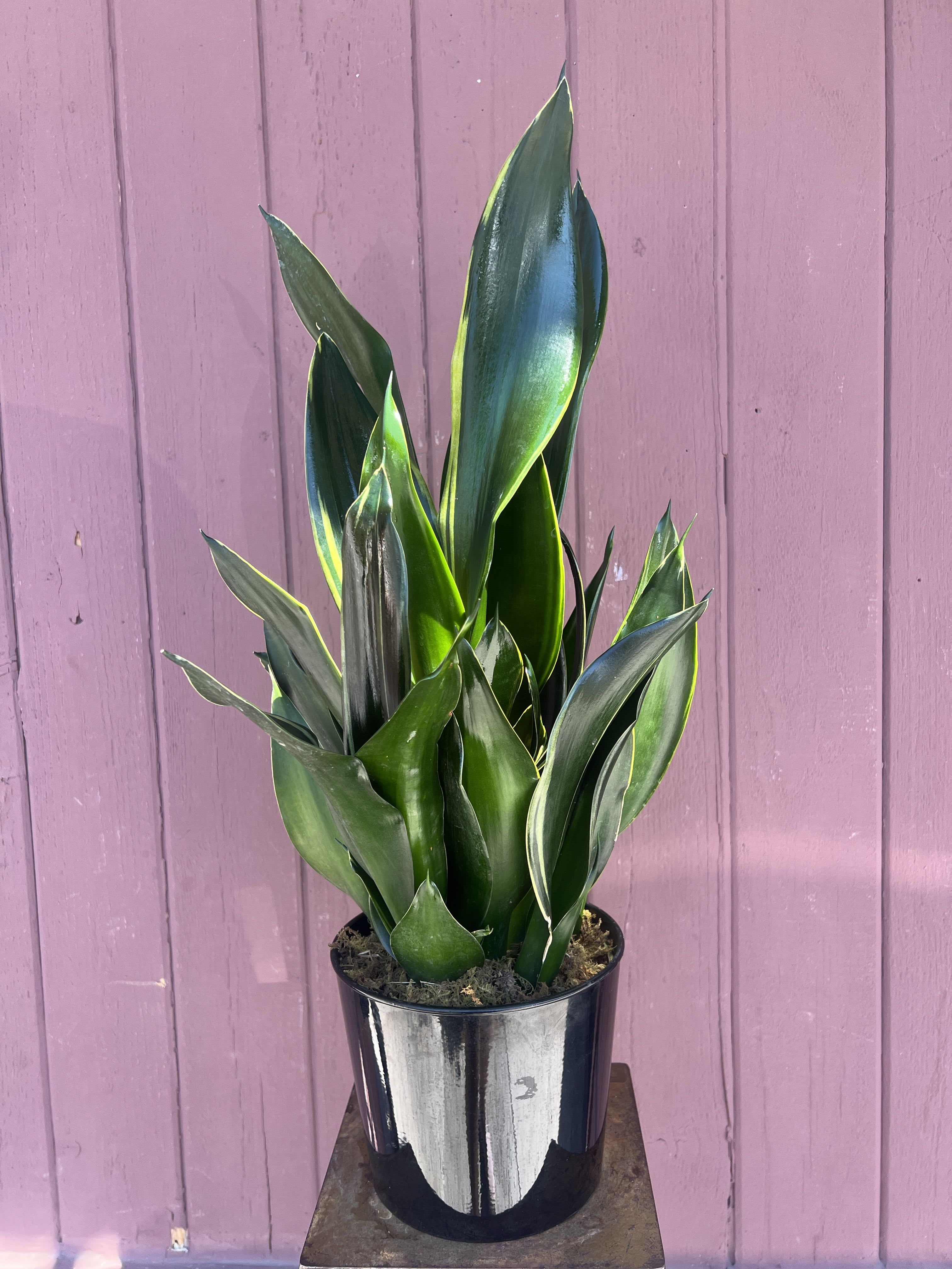 Sansevieria plants - Sansevieria Plant in a pot. This Plants are said to improve air quality by removing toxins and are near impossible to kill! No green thumb necessary! APPROXIMATE DIMENSIONS: 10" W x 24" H    