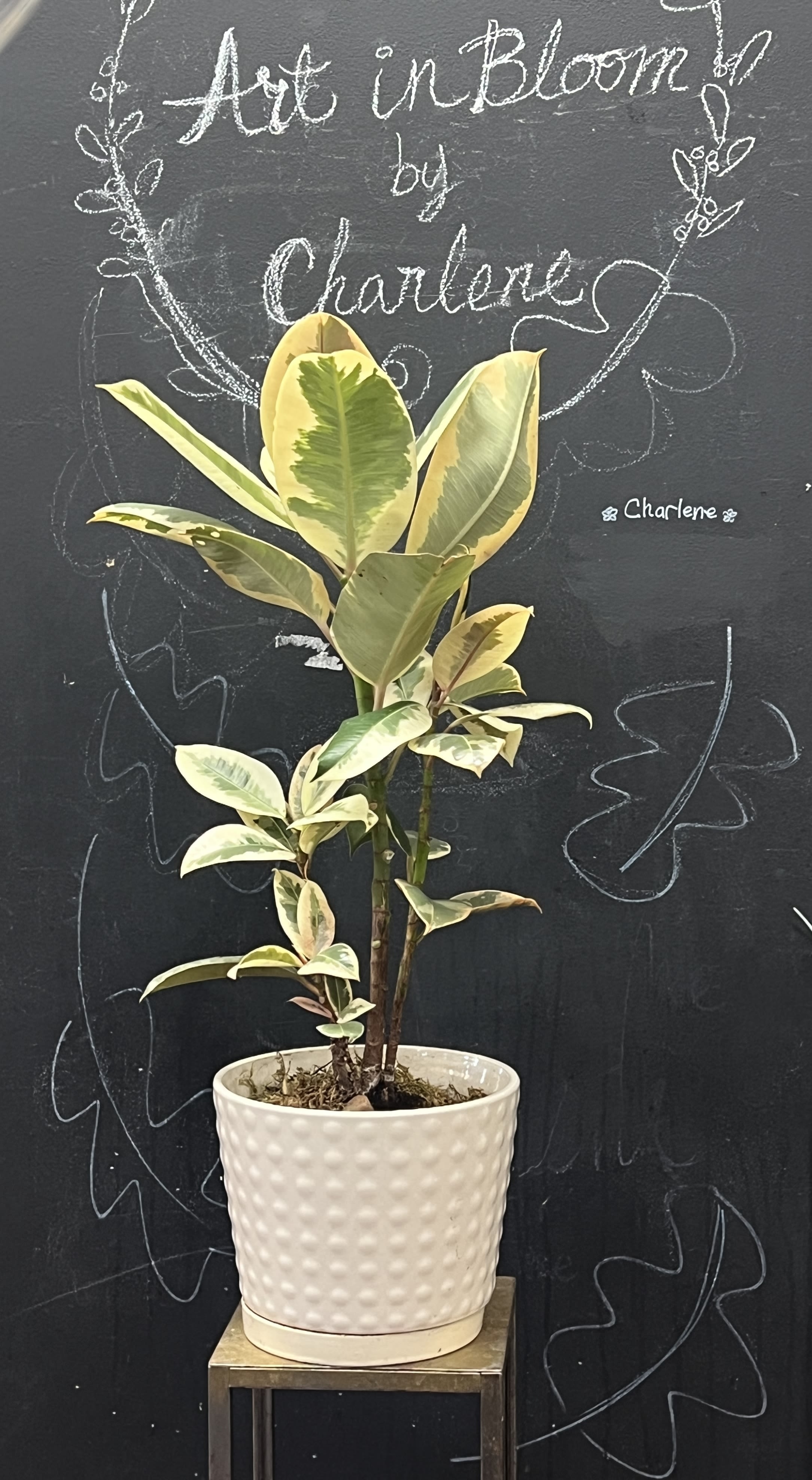 Variegated potted rubber plant in a white textured pot
