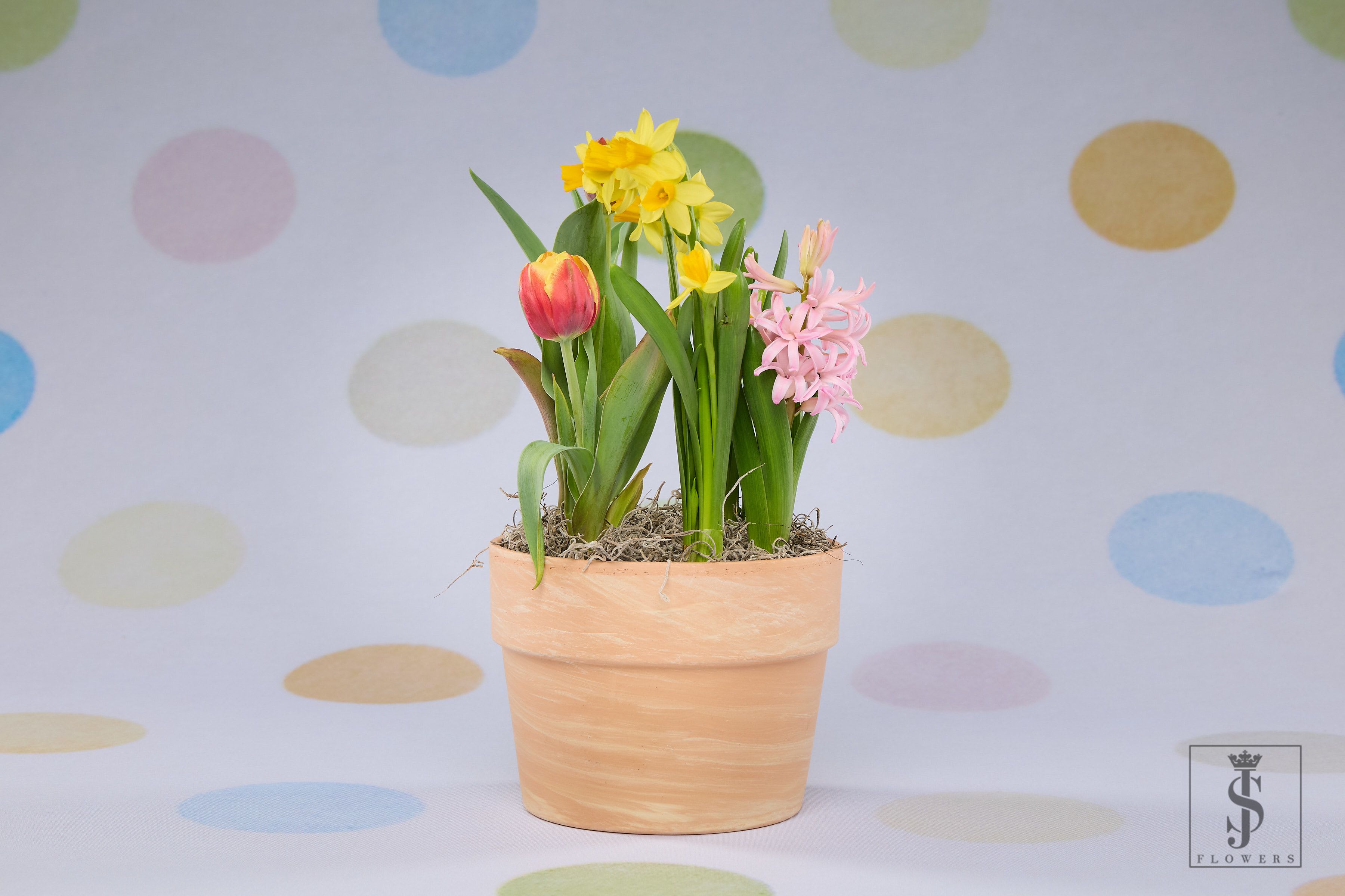Mom Spring Trio Delight - Potted Plant Bubs  - The Spring Trio Delight brings the joy of a blooming garden into one charming pot. Featuring a vibrant trio of seasonal favorites — a cheerful yellow daffodil, a radiant red-and-yellow tulip, and a fragrant soft pink hyacinth — this arrangement celebrates the essence of spring in full color. Nestled in a natural terracotta pot with moss base, it’s perfect for brightening windowsills, gifting, or adding a splash of life to your desk or home decor.  A low-maintenance and delightful way to enjoy spring’s beauty indoors.  