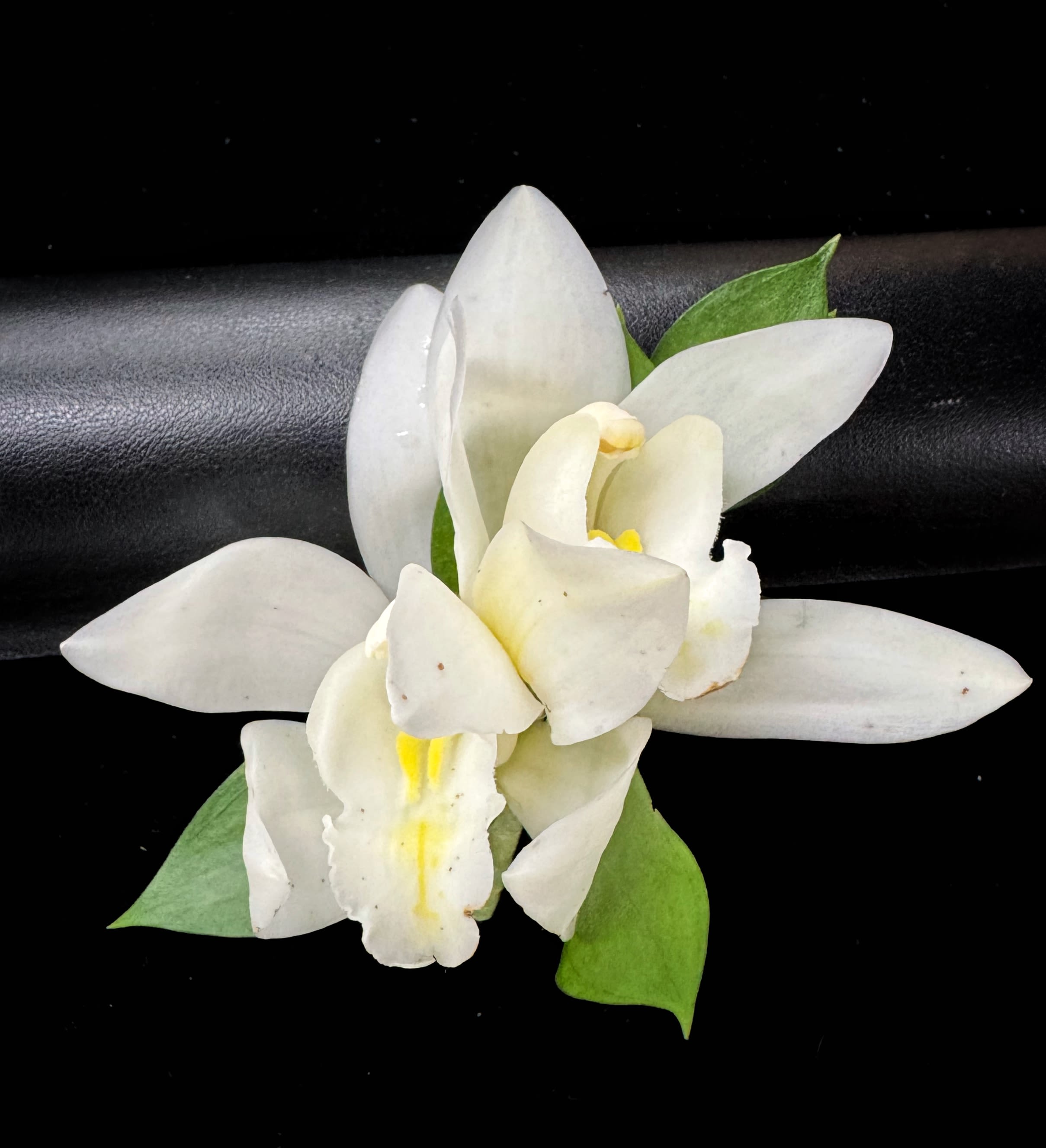 Men's Pin on Boutonniere - Double Mini Cymbidium Orchid - 2 Mini Cymbidiums orchids in a Boutonniere
