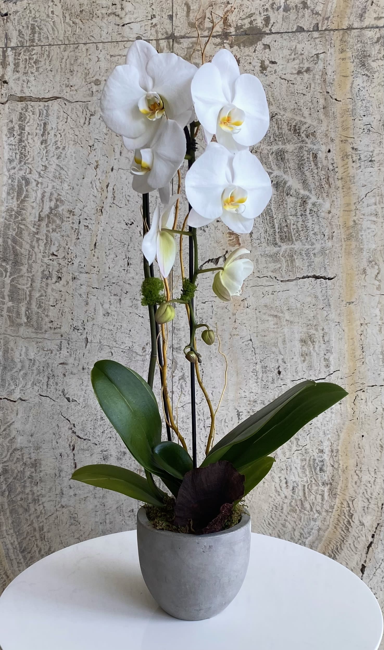 White orchid plant in a gray pot with broad green leaves