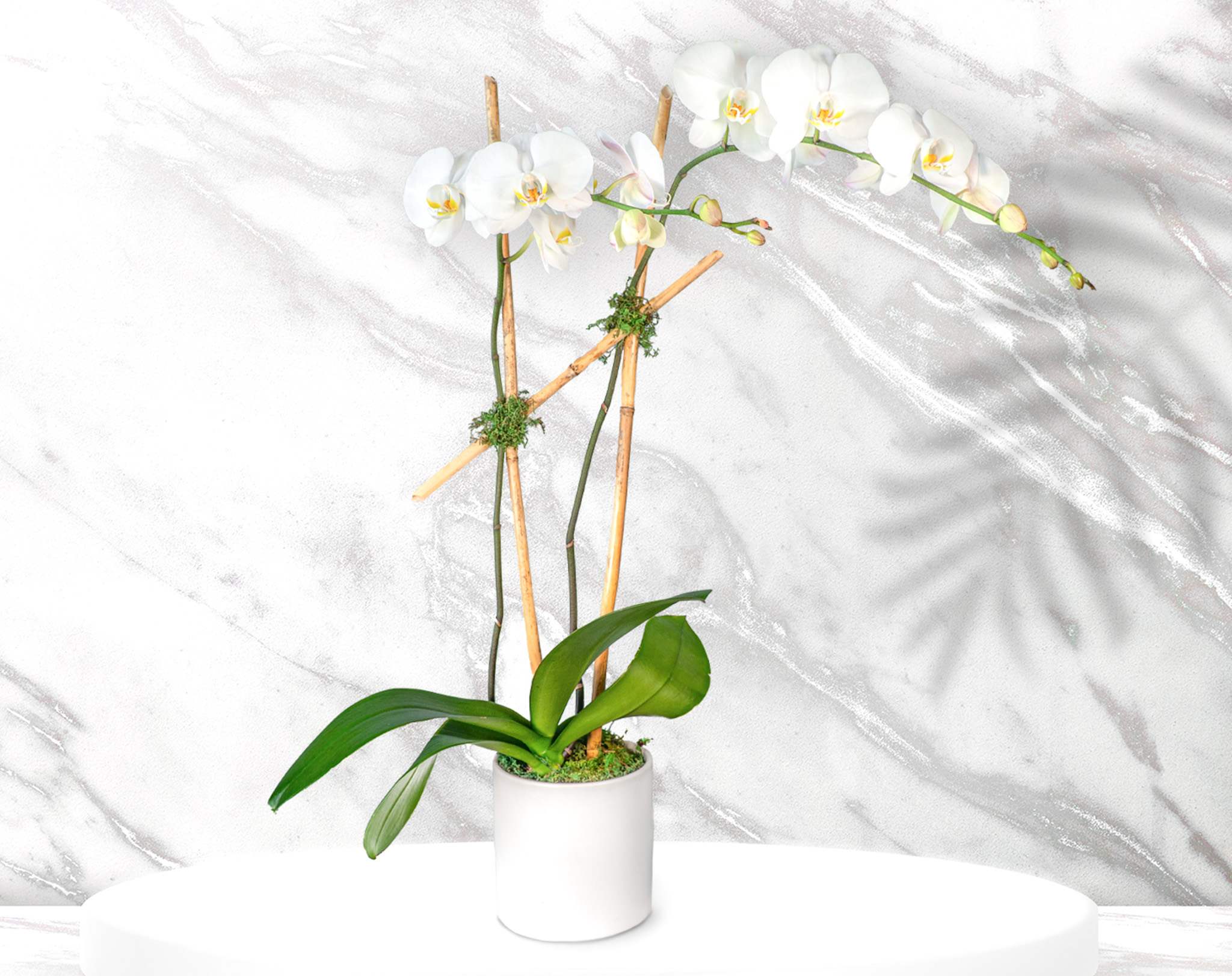 White orchid plant in a white pot with bamboo stakes