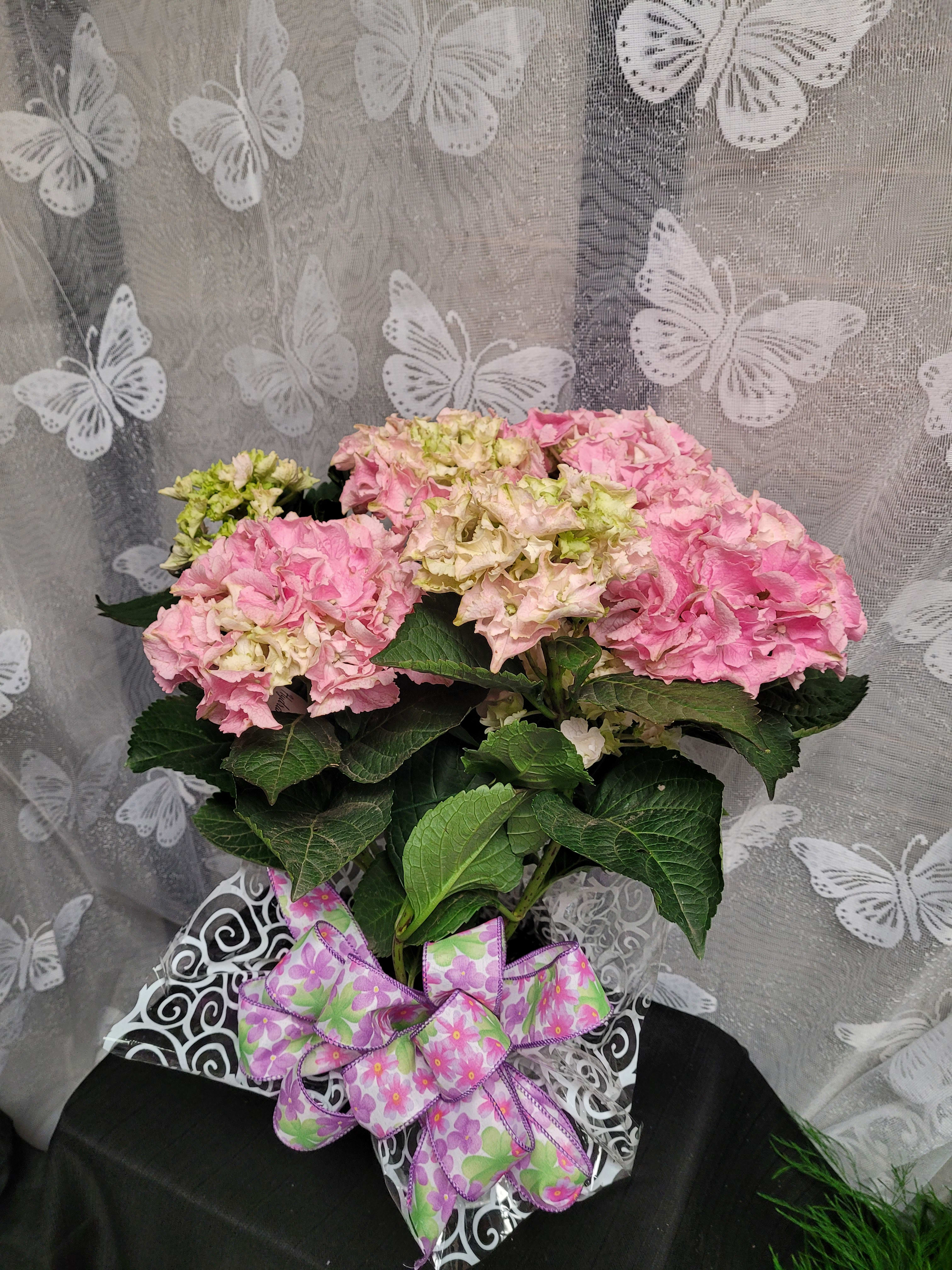 Potted pink hydrangea arrangement with a decorative ribbon bow