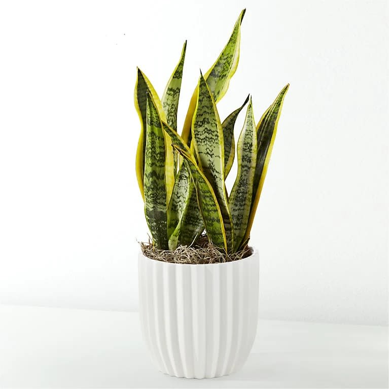 Snake Plant - With its tall, swordlike leaves, Snake Plants are beautiful and distinct plants to have in any home. They are popular for their air purifying and low maintenance qualities. Put this plant in any corner of your home ,bright or low-light, and watch it thrive. Details This plant is approximately 12-15" tall. Arrives in a planter. Care tips: Drought resistant - water sparingly, about every 2 week. Low, moderate, or bright indirect light are all suitable for Sansevieria This plant is best suited for indoor growing.