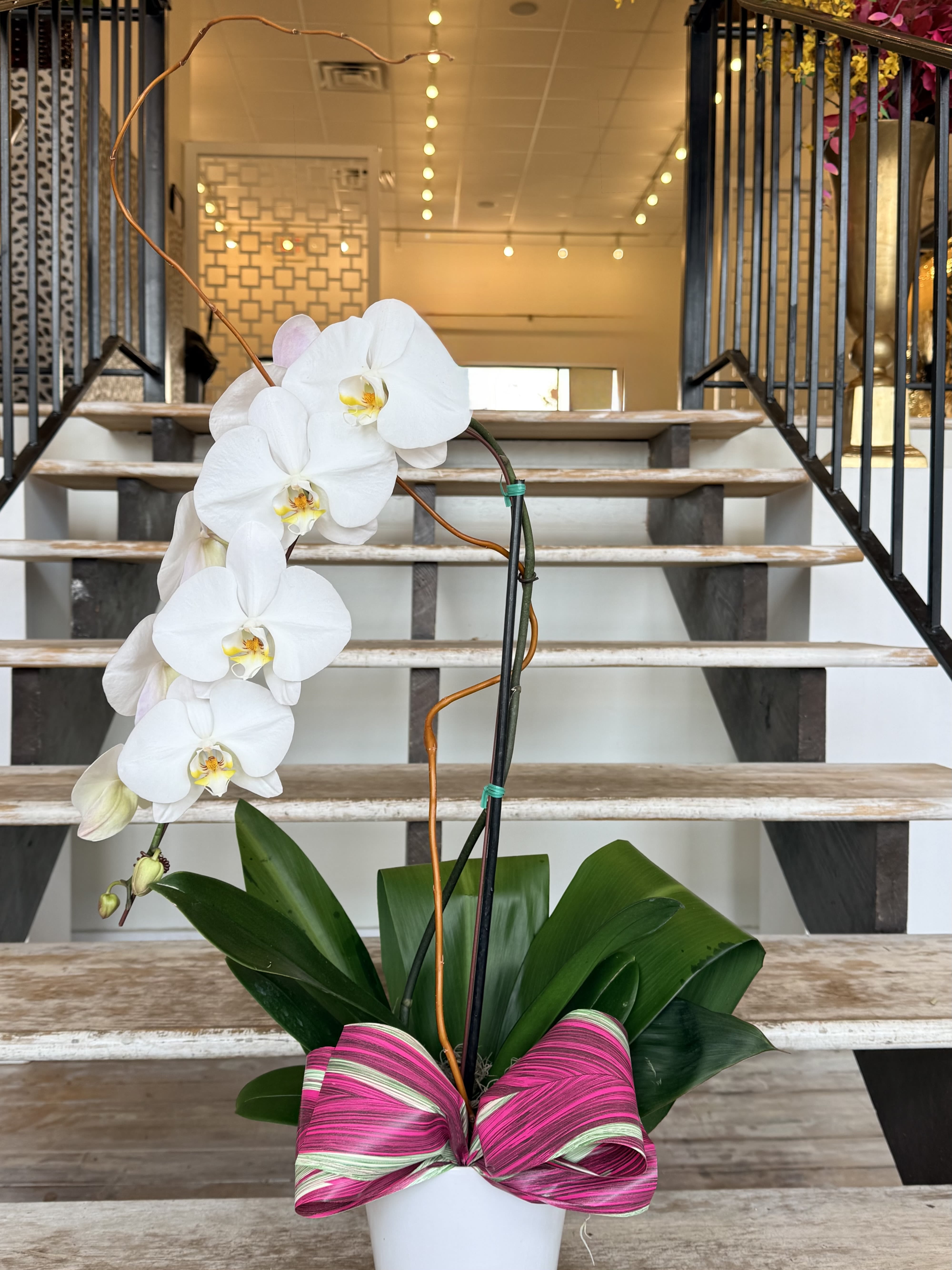 White orchid plant in a white pot with a pink ribbon bow