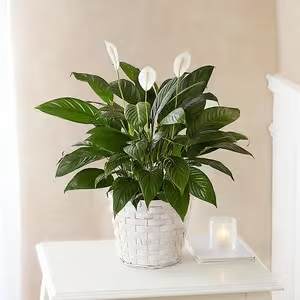 Peace Lilly Medium 8 inch container  - The Peace Lily is a beautiful, low maintenance indoor plant known for its glossy green leaves and elegant white blooms. It naturally purifies the air and adds a calming touch to any space