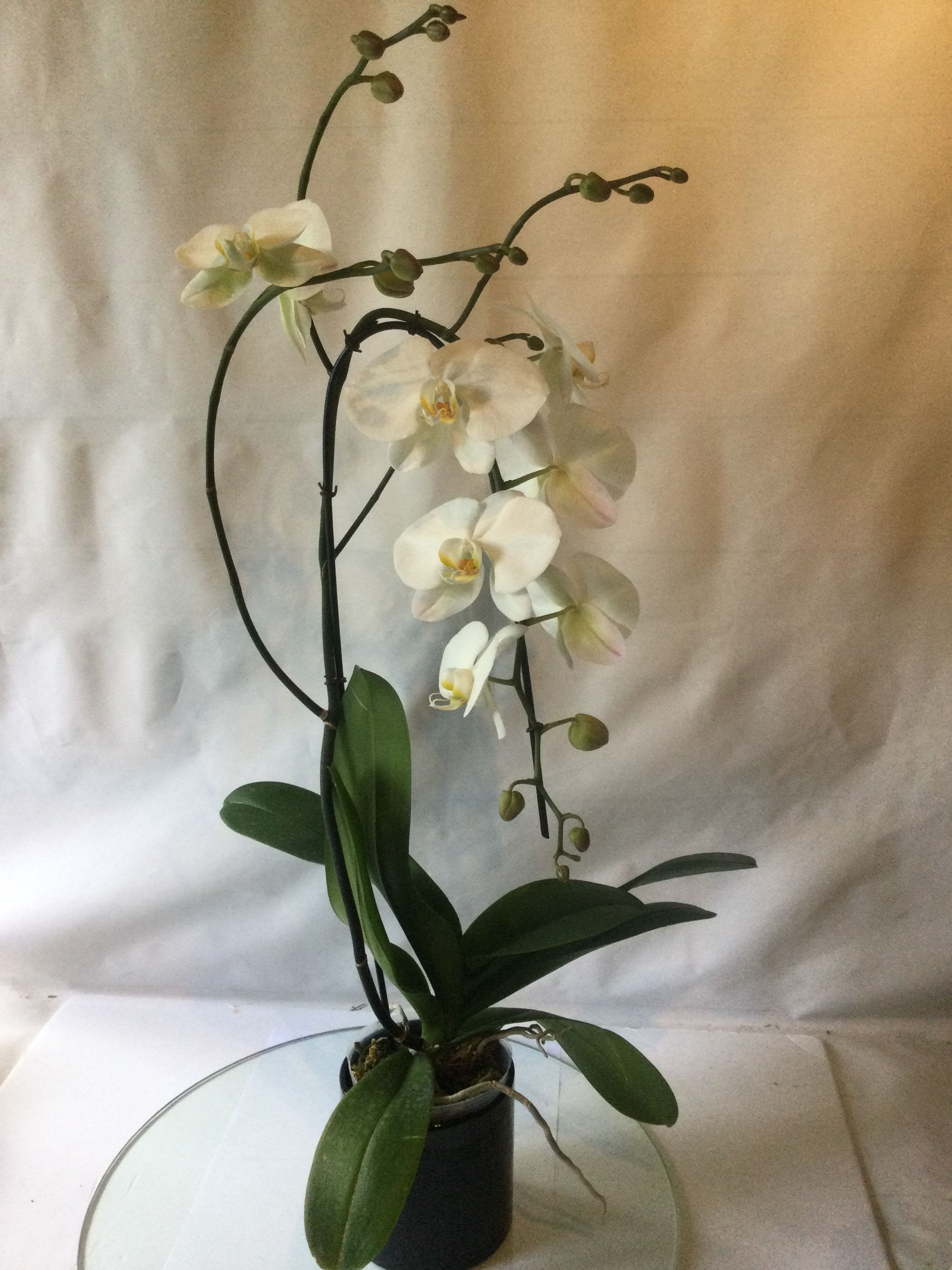True Orchid Love - Beautiful  orchid plant in a pot, makes for a wonderful gift for any occaion.
