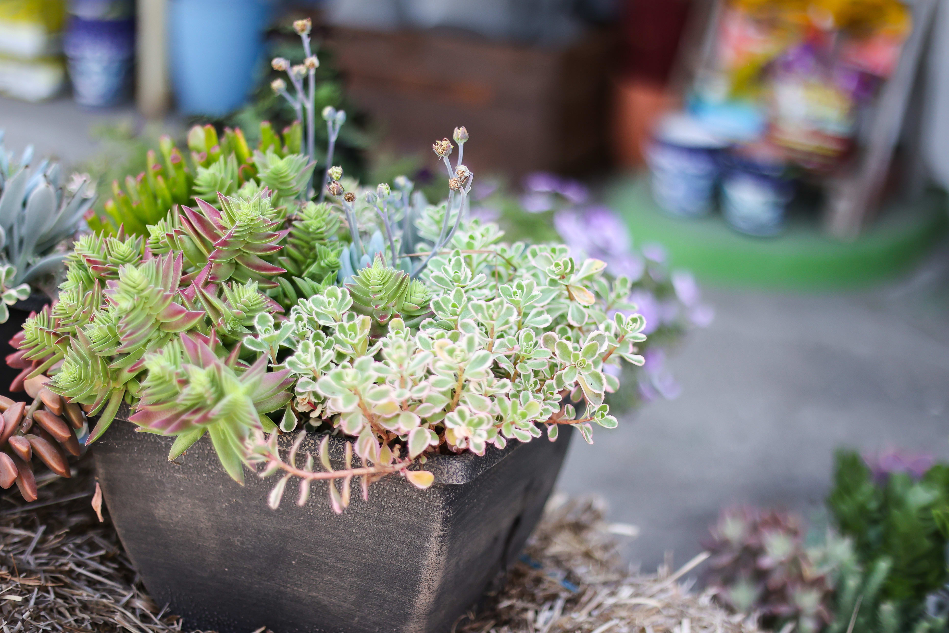 Potted succulent arrangement in a black square planter