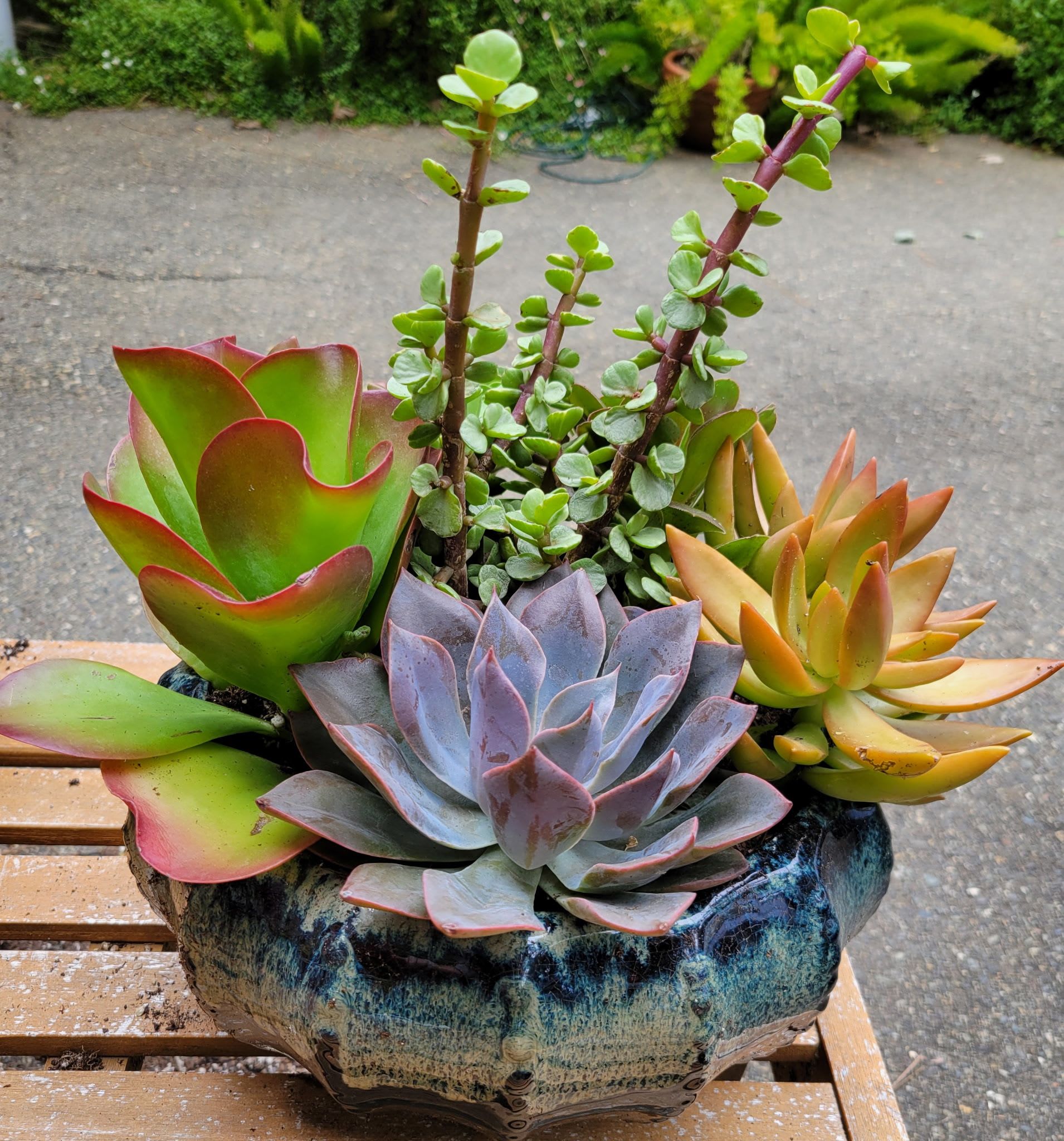 Lanie's Succulent Symphony - Lanie's Succulent Symphonie is a  stunning, hand-selected mixed succulent arrangement featuring a vibrant variety of succulents in a beautiful, one-of-a-kind glossy ceramic pot with rich blue, teal, and dark glaze tones. Each Lanie's Succulent Oasis is a living work of art—lush, full, and bursting with color and texture.  Note: Succulent varieties and exact arrangement will vary based on seasonal availability and what looks best at the time of creation, but every pot is thoughtfully designed to be full, balanced, and absolutely gorgeous—just like the examples shown.  