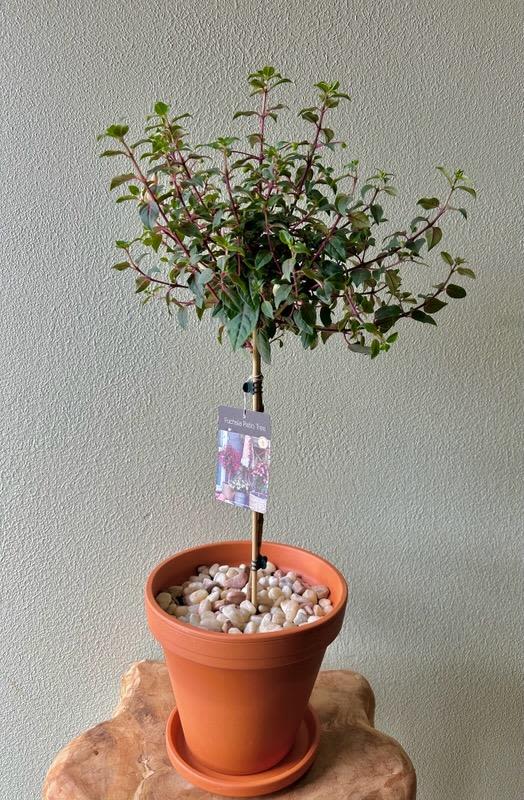 Fushia Tree - A beautiful Fushia Tree planted in a ceramic pot