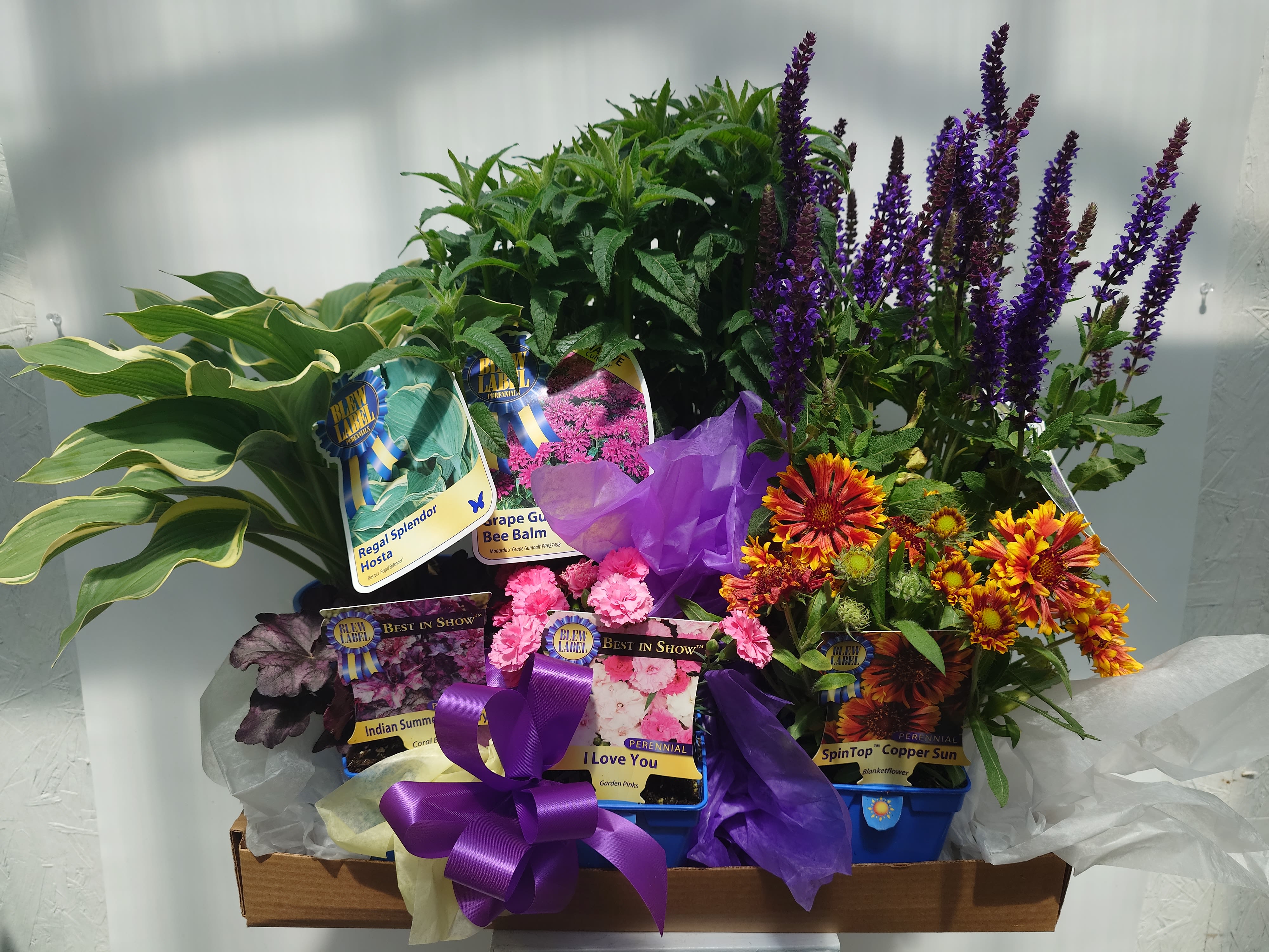 Assorted potted flowering plants and foliage in a gift tray with purple ribbon