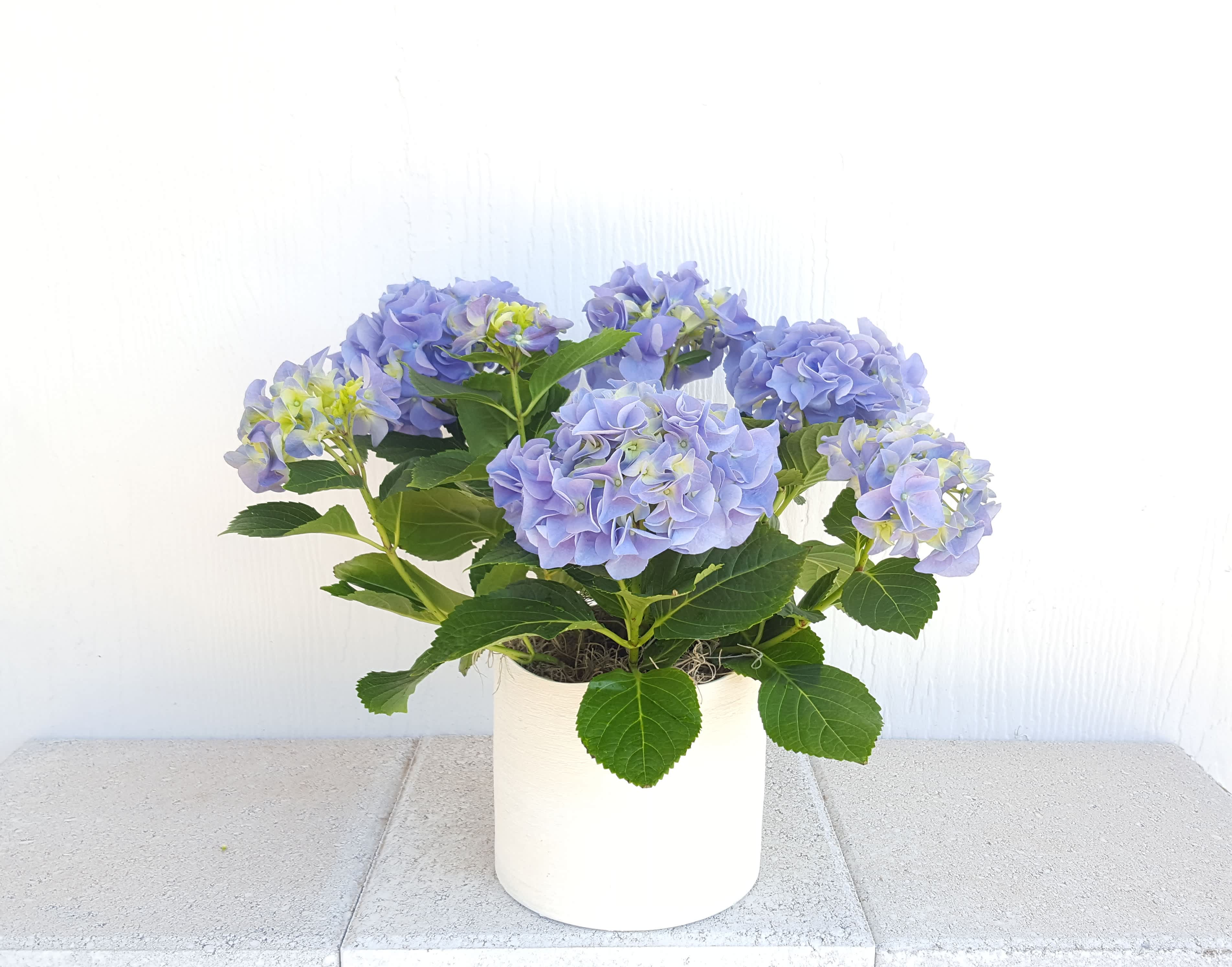 18" tall Blue Hydrangea plant - Beautiful blue hydrangea in a white ceramic pot.  Modern and contemporary feel in a fresh spring design.  The plant pictured is the one you are getting! Measures 18" tall
