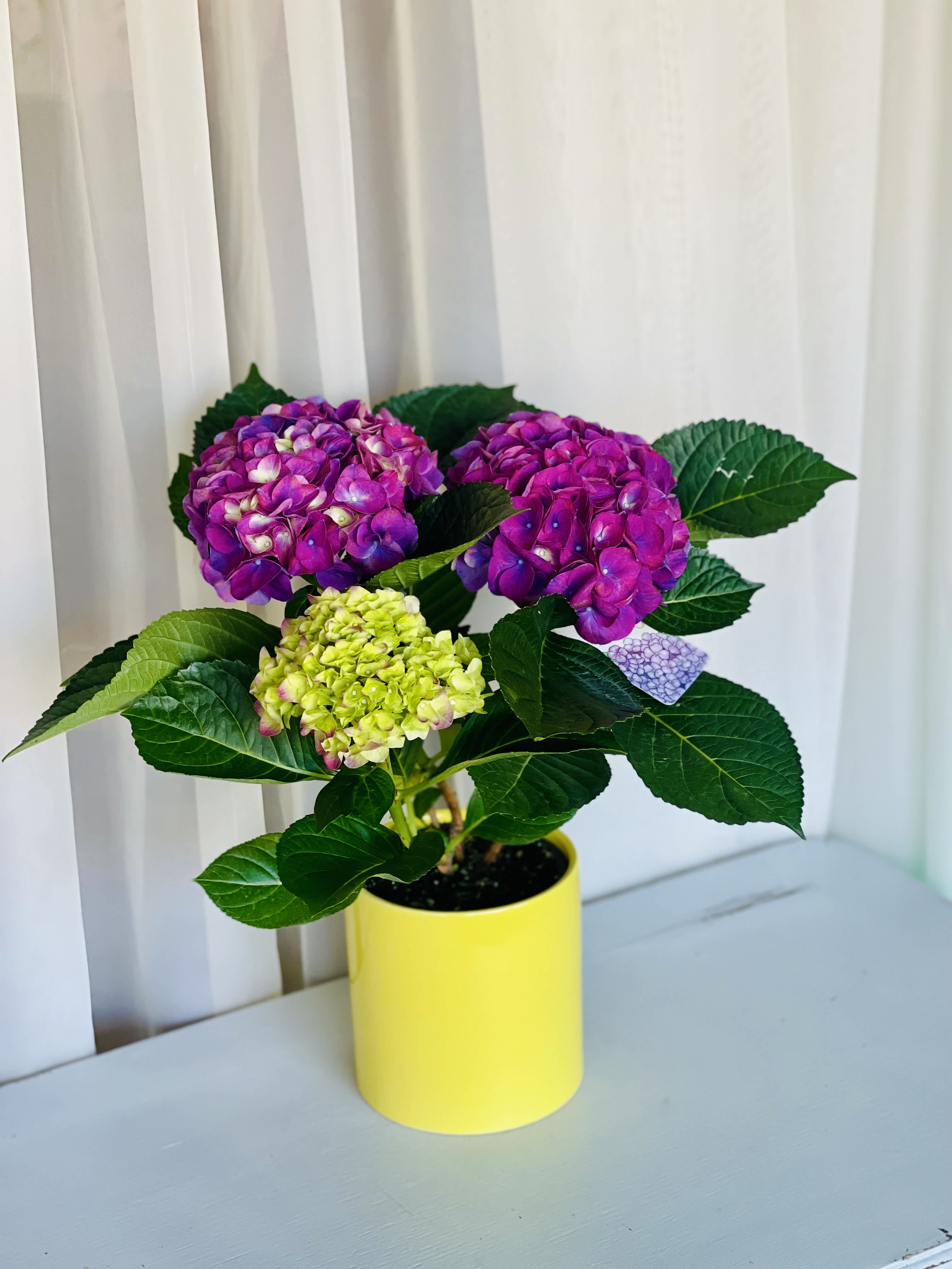 Purple Hydrangea  - One of our most loved varieties for planting is the hydrangea—which is why we’ve brought this popular favorite to you! Hardy and long-lasting, with blooms that burst in perfect purple!