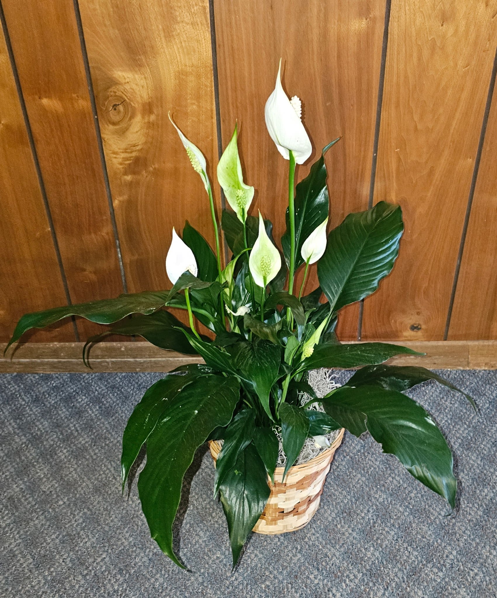 Spathiphyllum Plant by BloomNation™ - Send your condolences with this Spathiphyllum plant. APPROXIMATE DIMENSIONS: 36" H