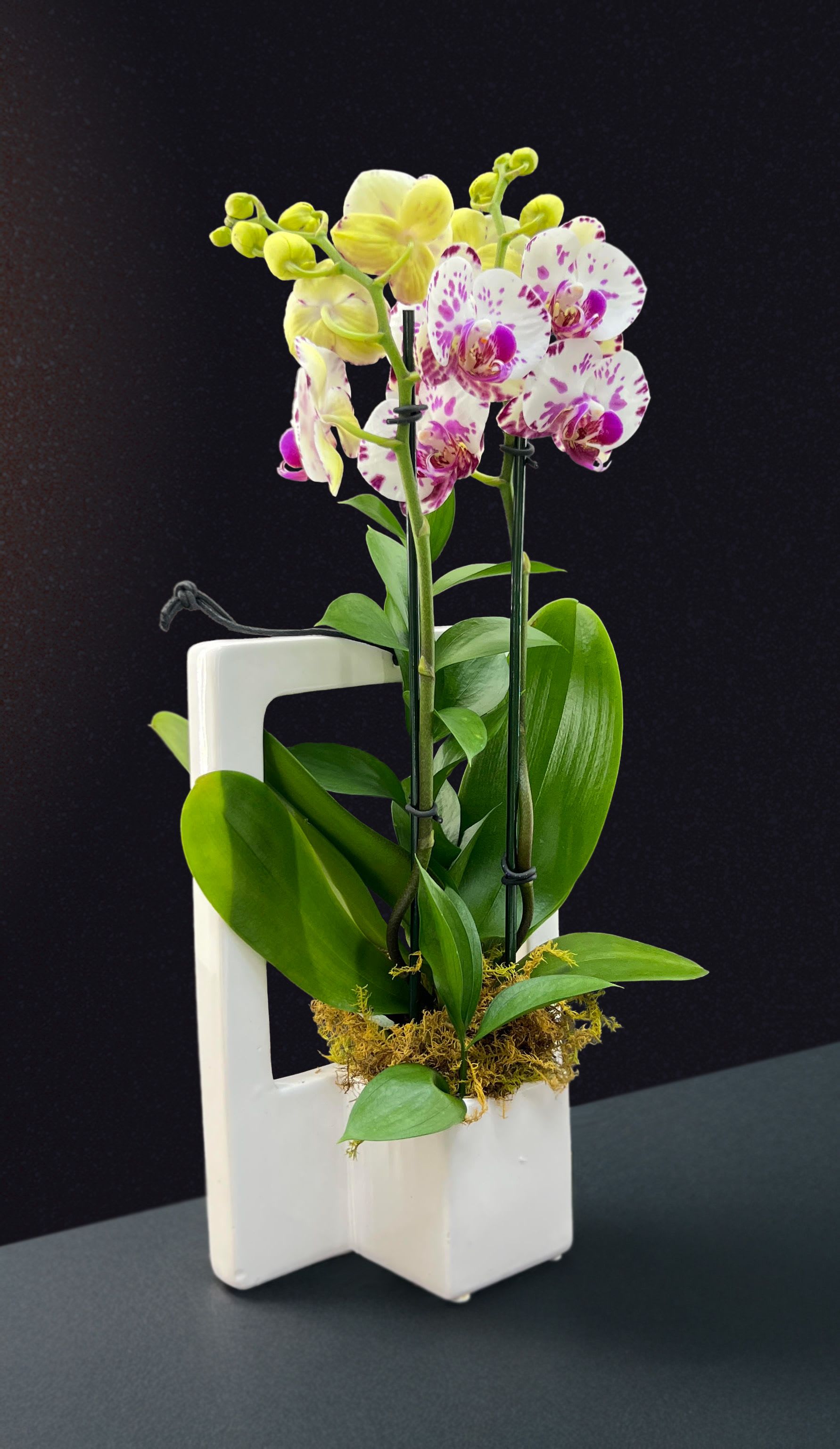 Potted yellow and white speckled orchids with green leaves in a modern white ceramic rectangular vase