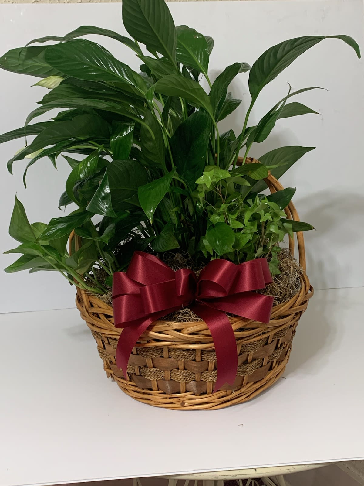 Basket of green houseplants with a red ribbon bow