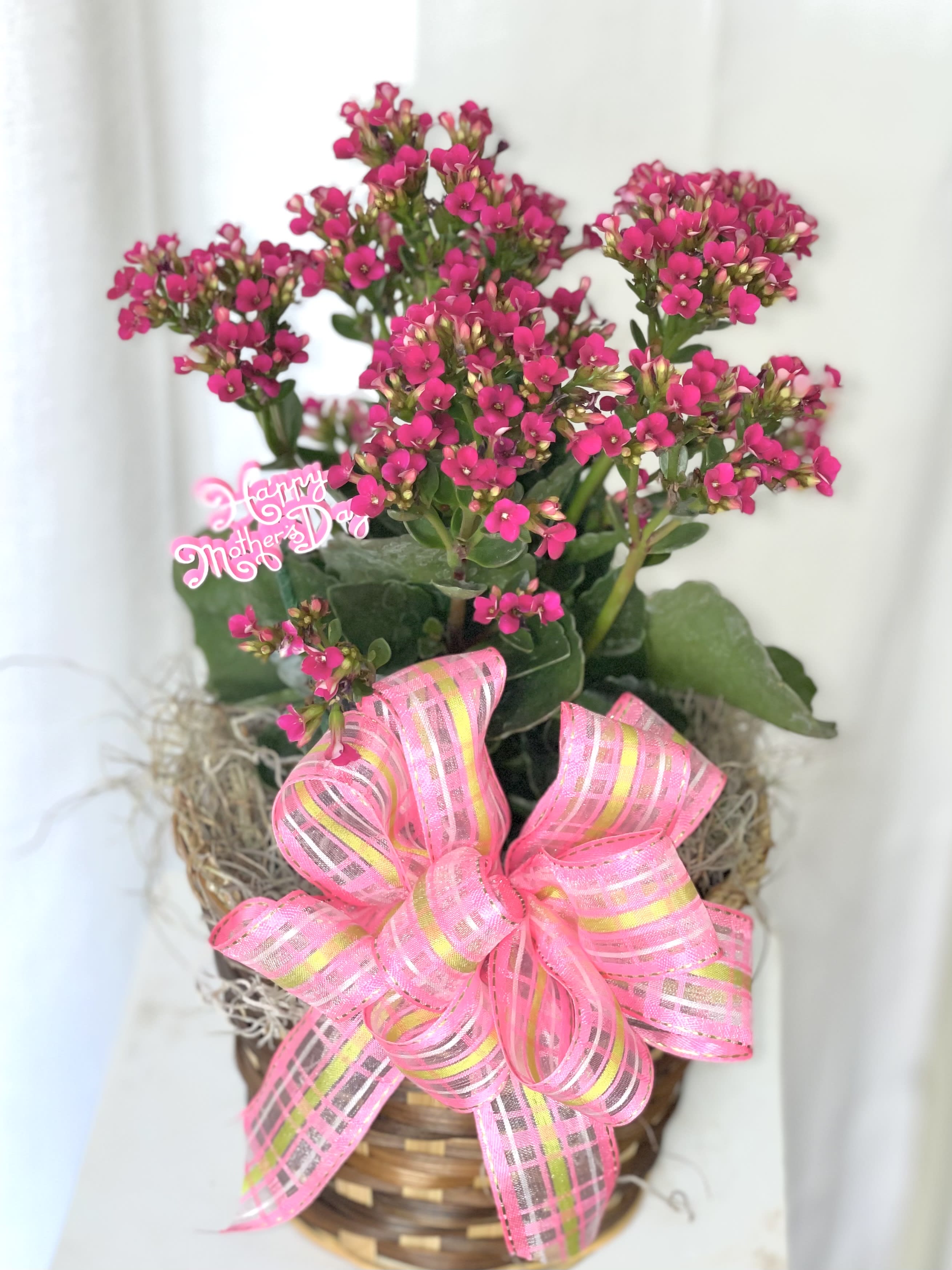 Pink flowering plant in a woven basket with a large ribbon bow