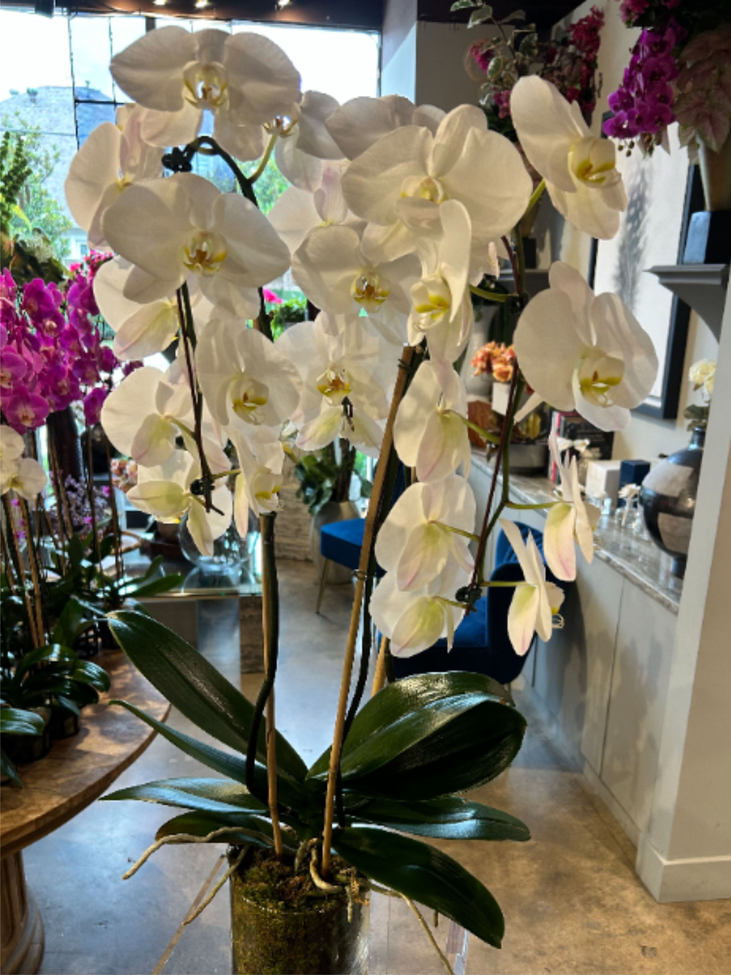 Premium Triple Cascading Orchid - A premium single colored orchid in clear glass lined with moss.